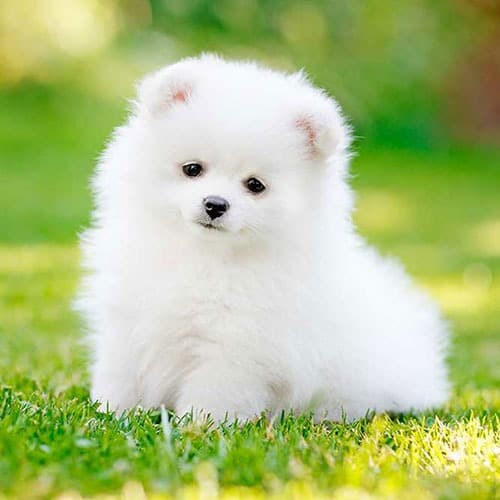 a dag beautifull?