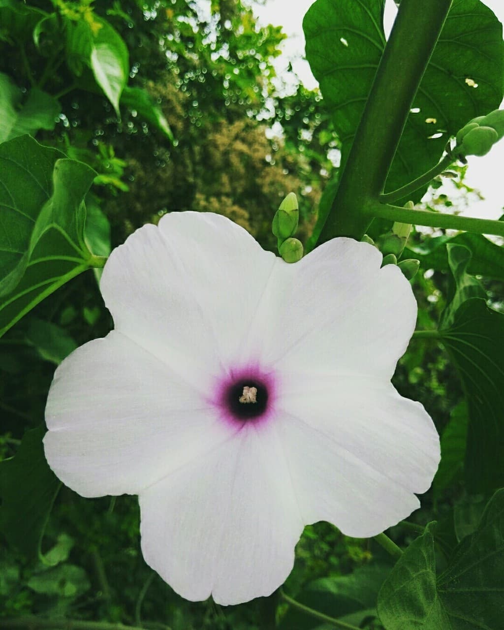 Flower with leaves