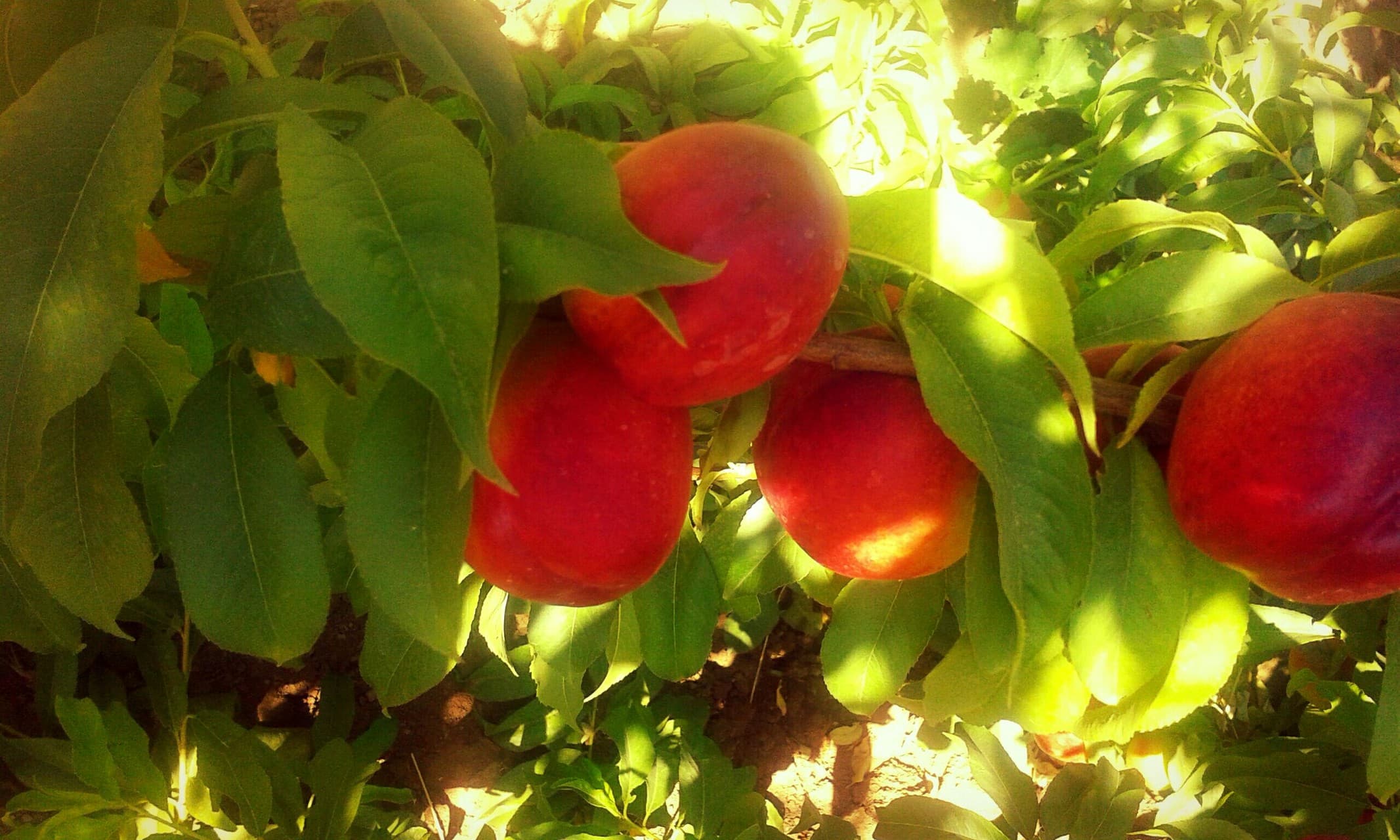 plant