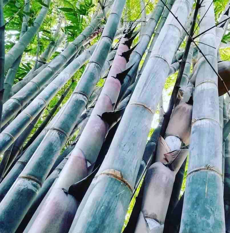 Bamboo