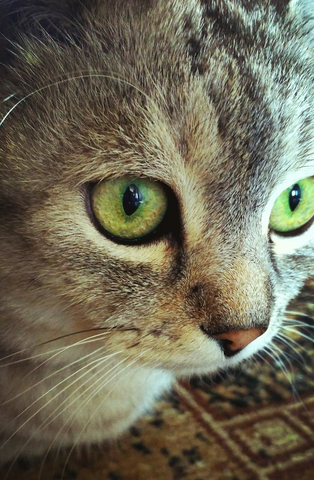кот