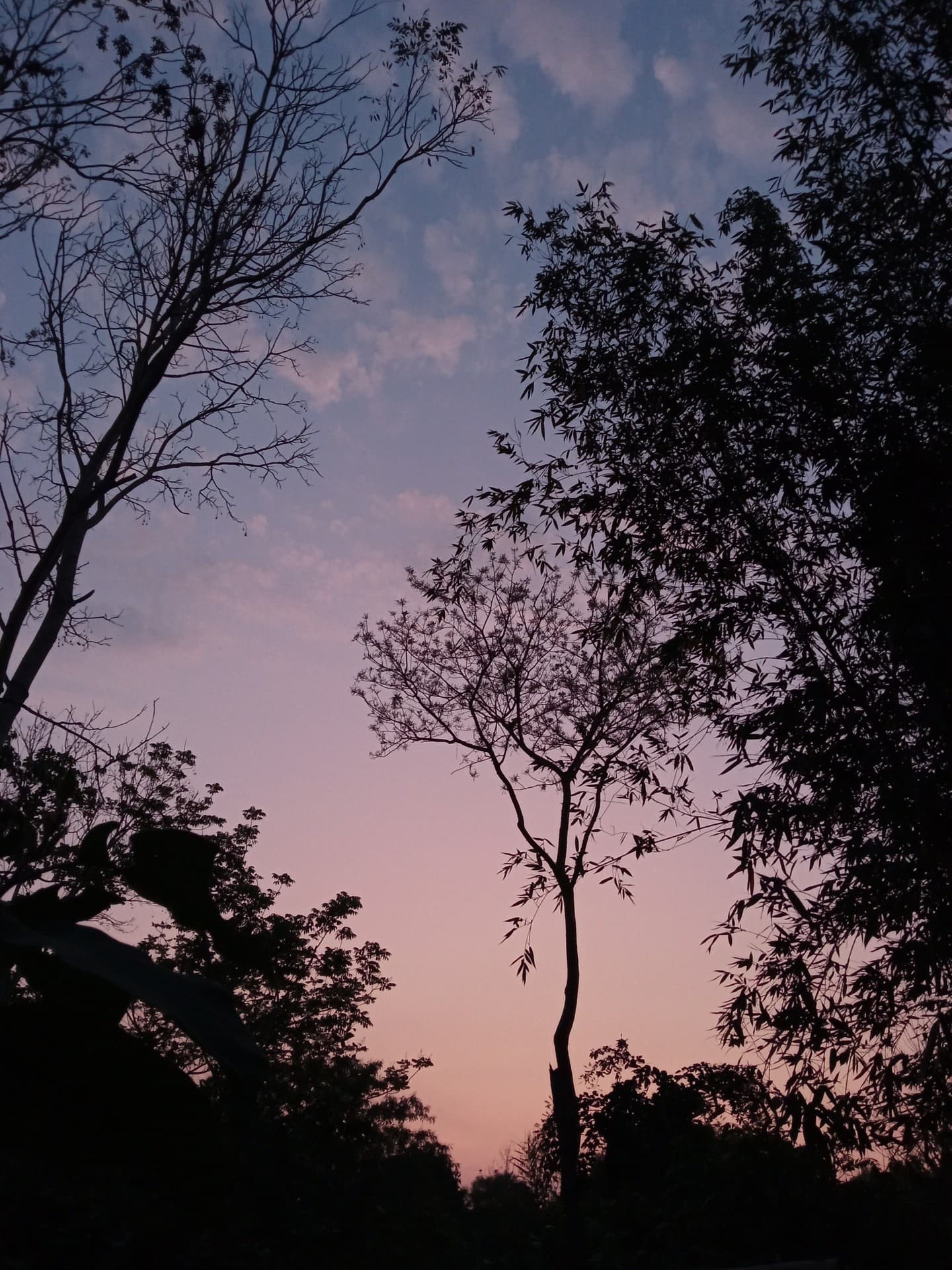 sky is rose