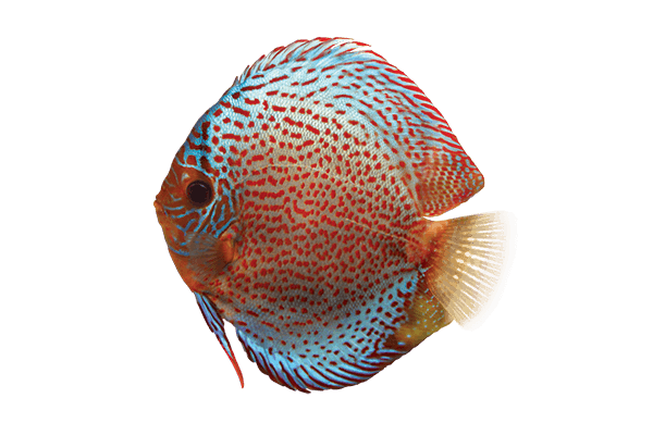 Discus