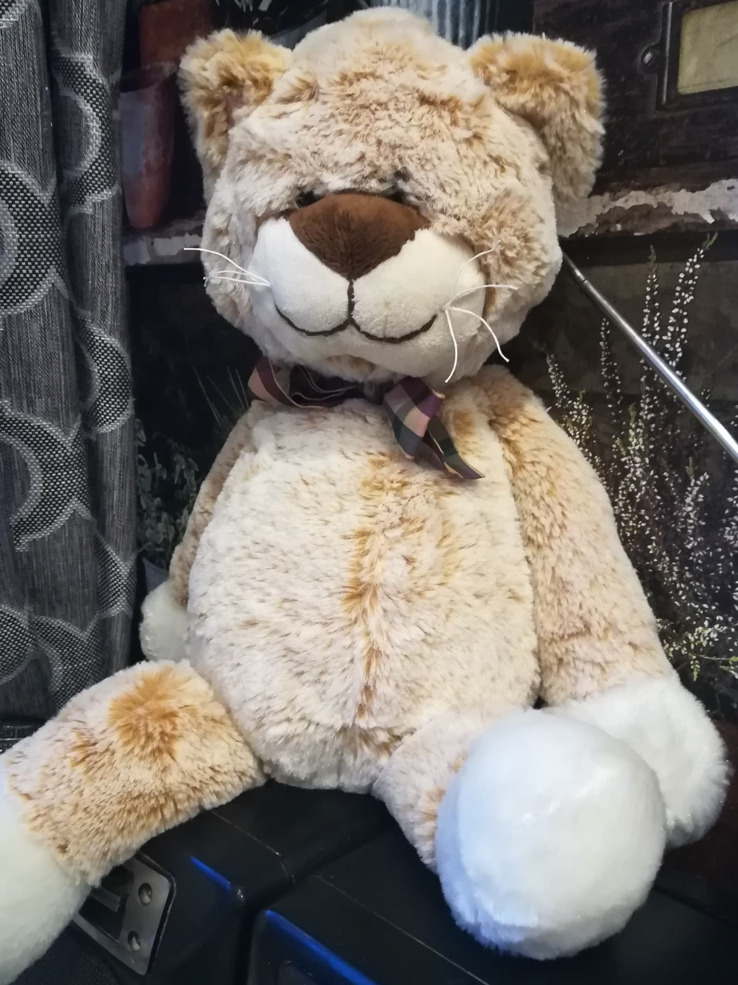 кот
