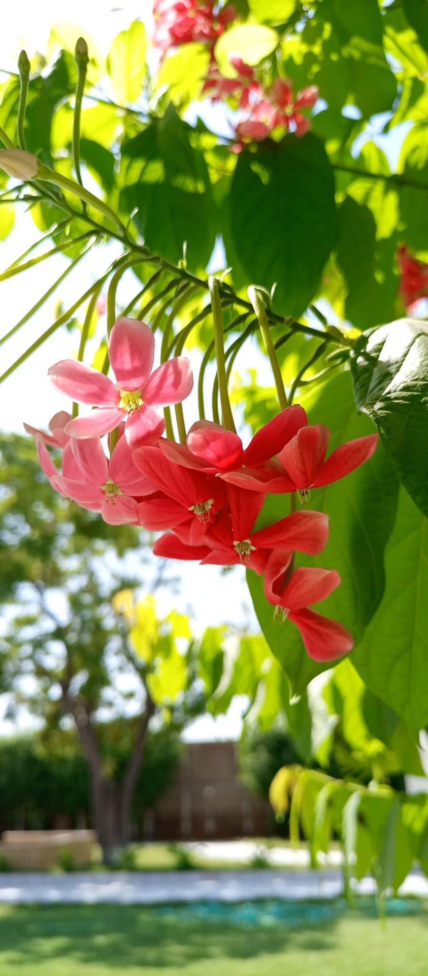 hanging flowers