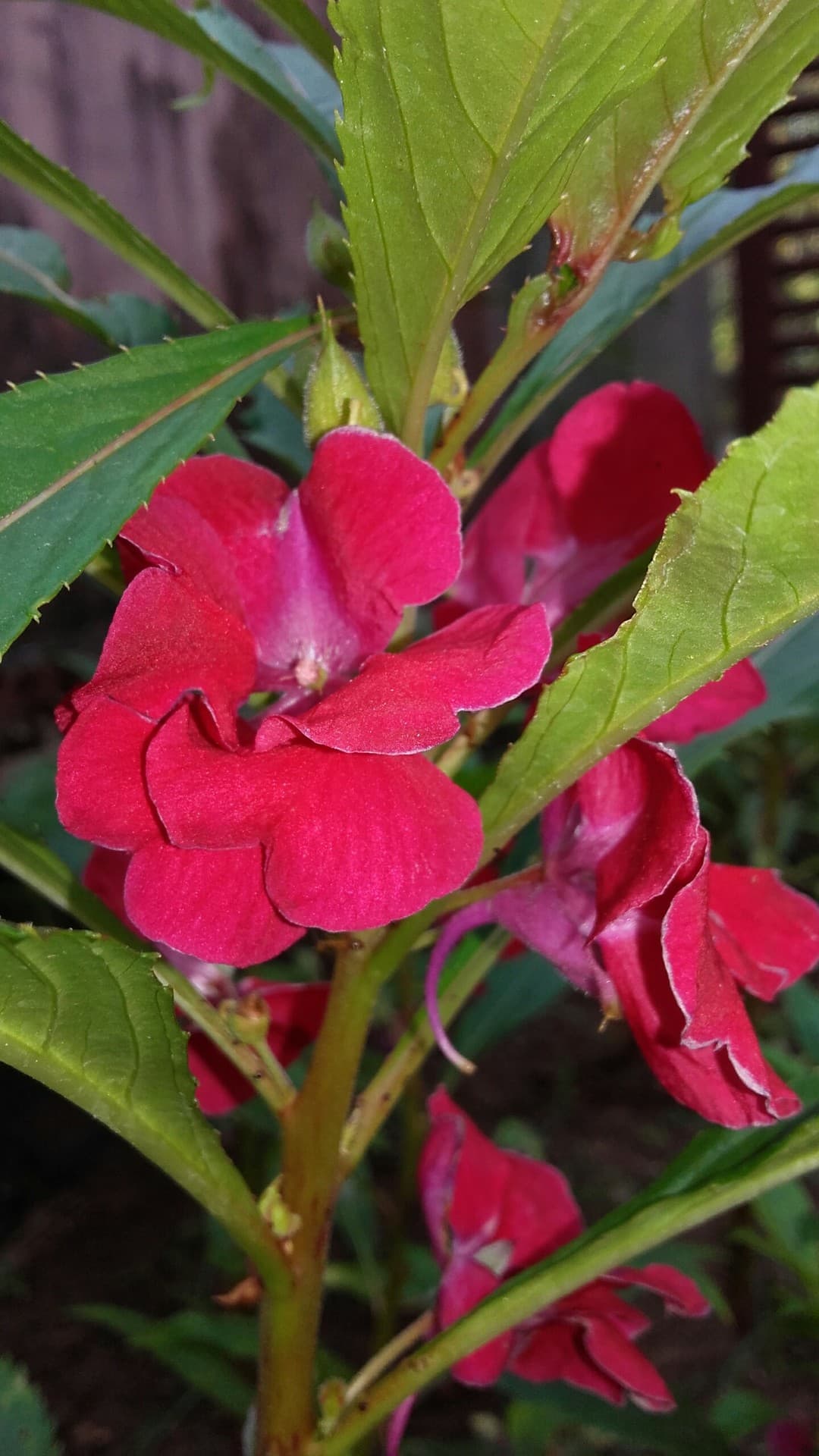 flower
