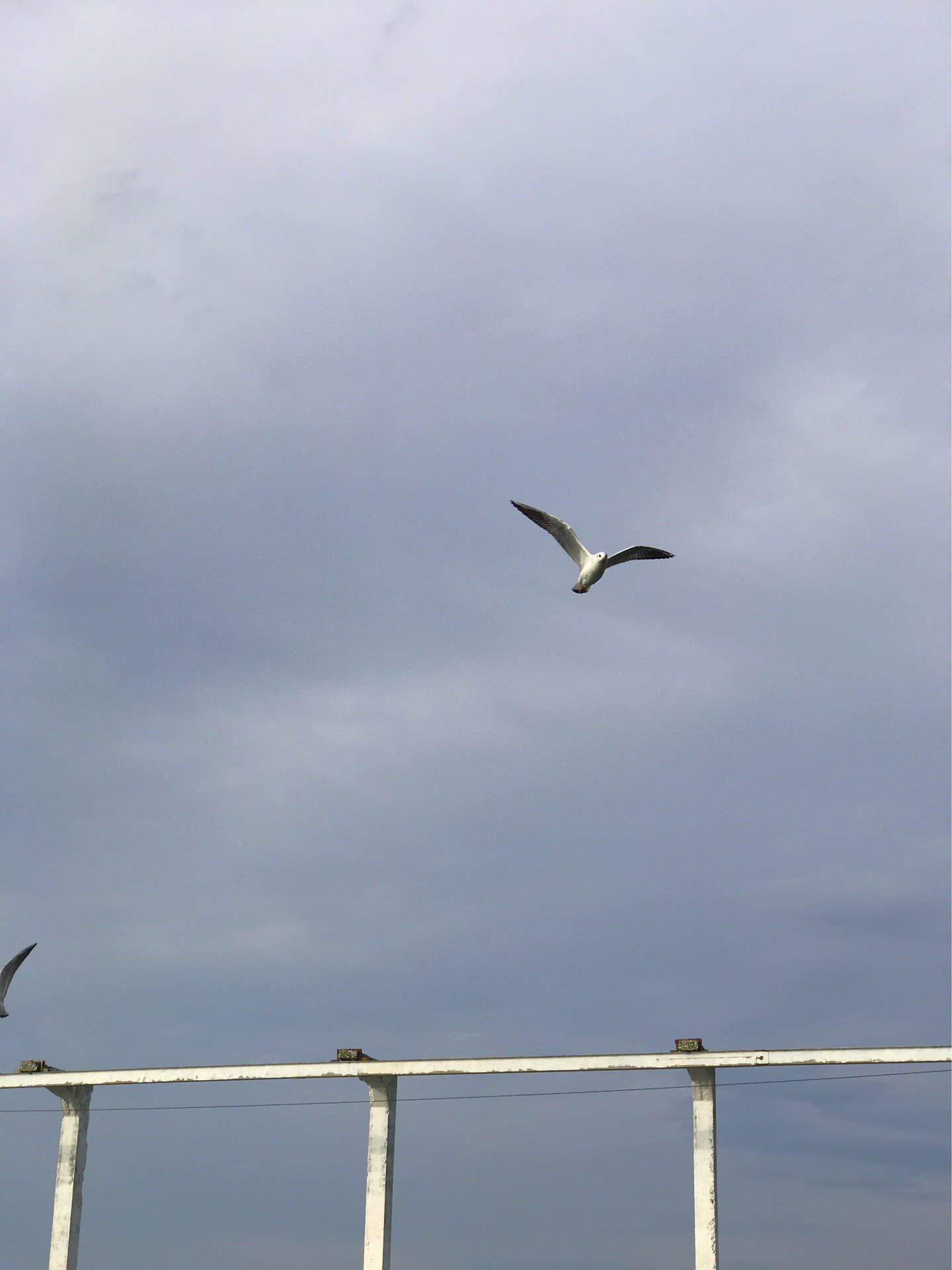 Gull 