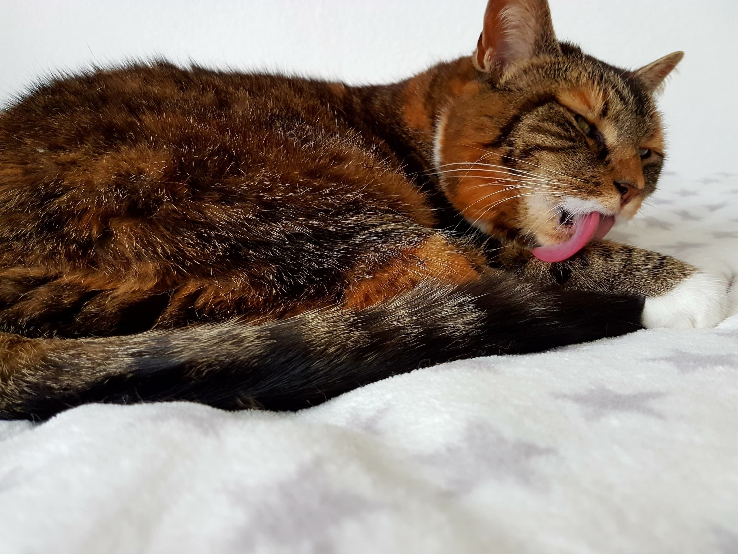 cat