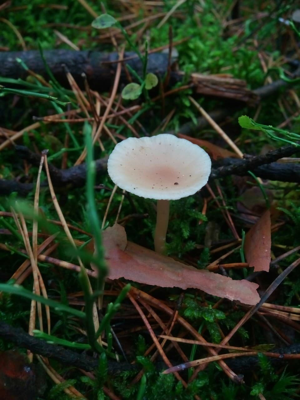 forest