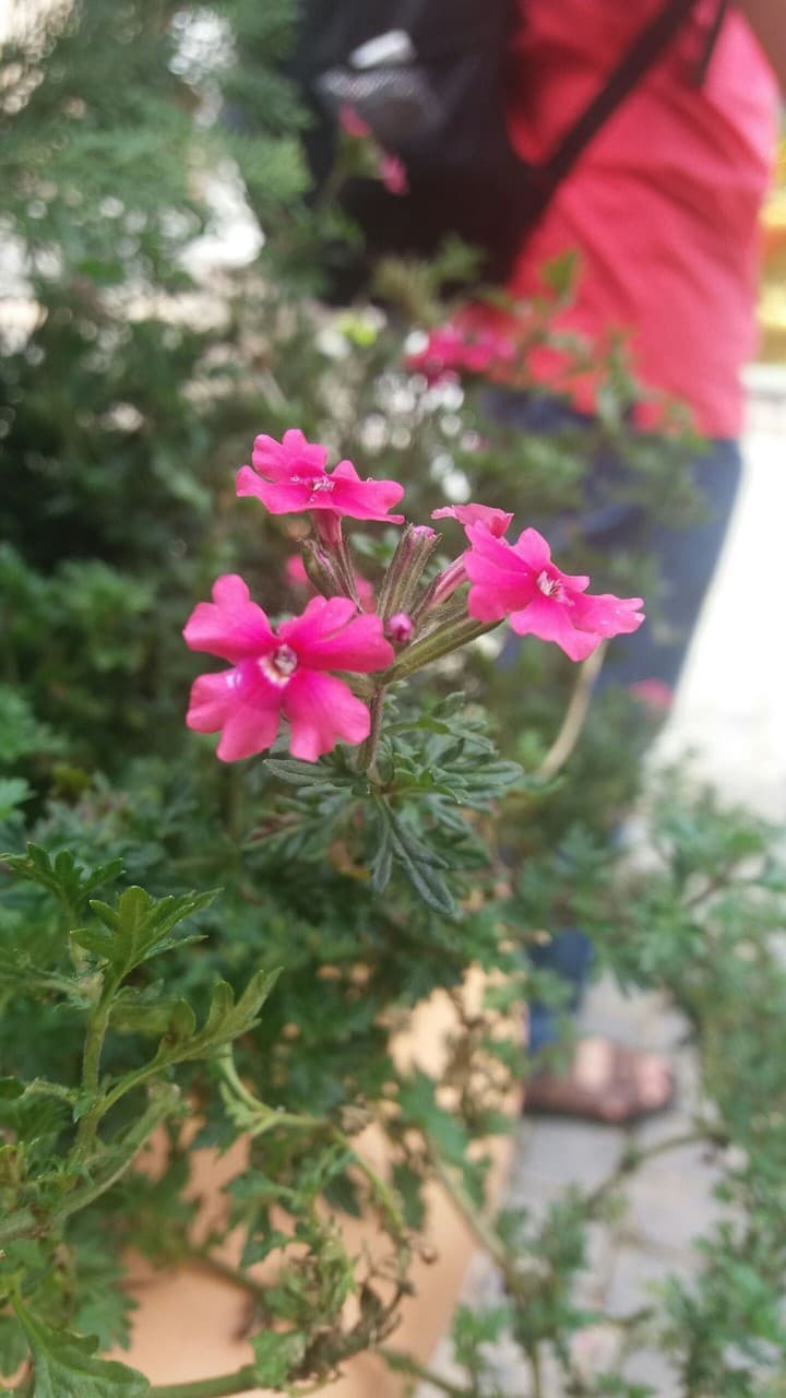 Flower in Ba Na's Hill