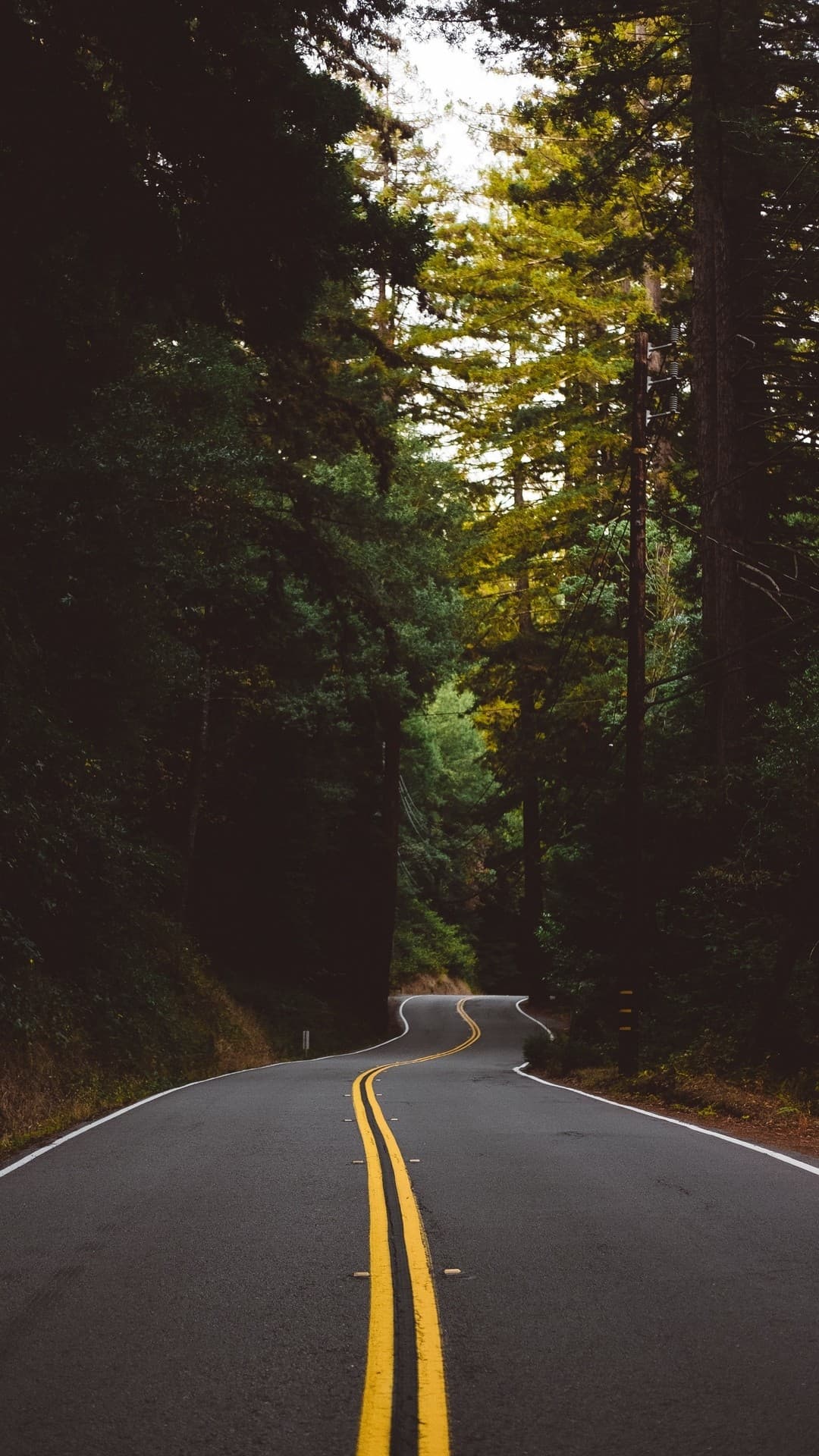 forest