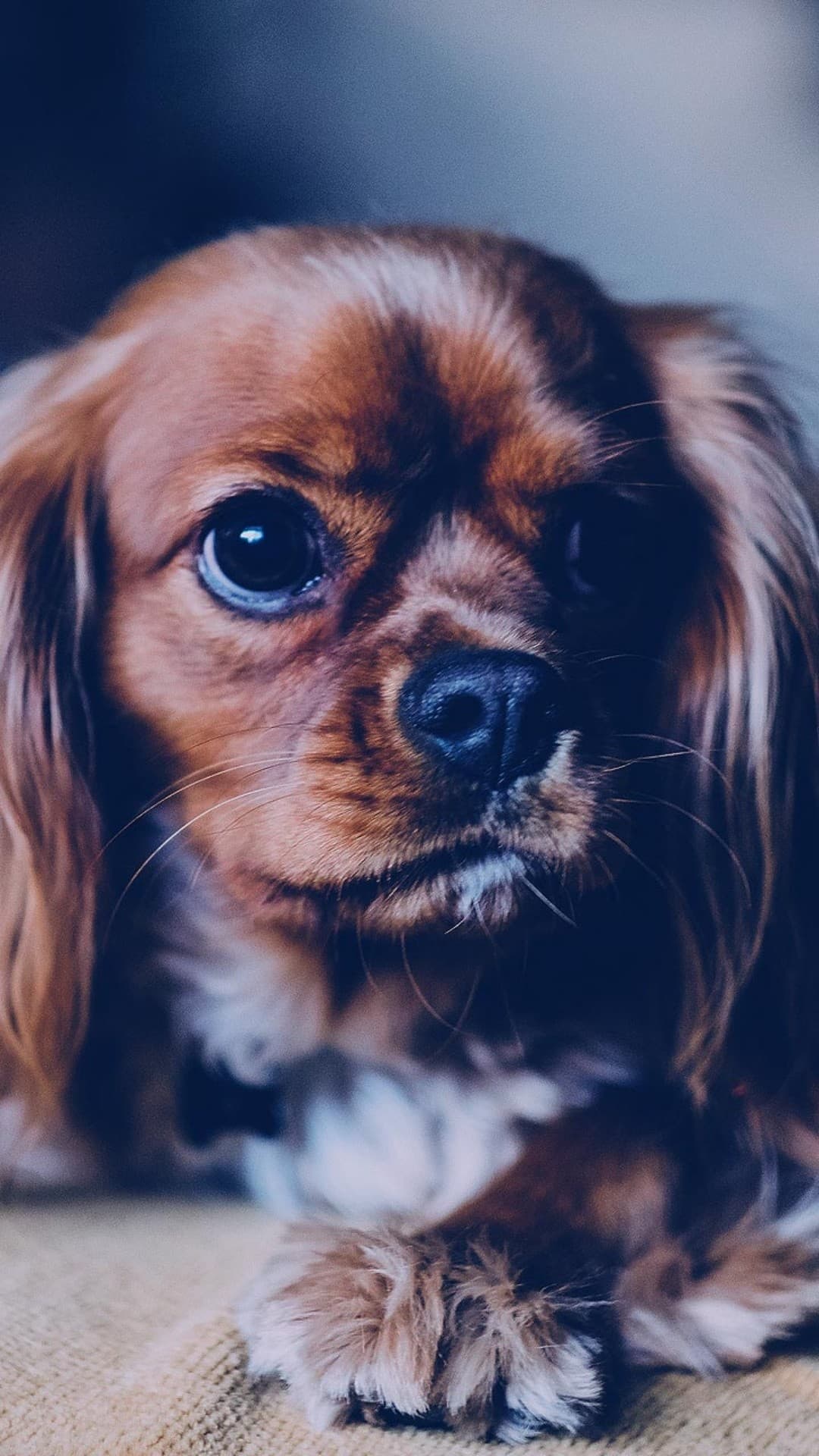милаха❤