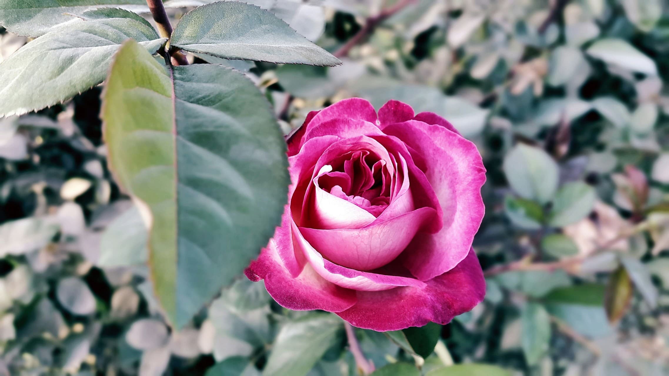 Rose