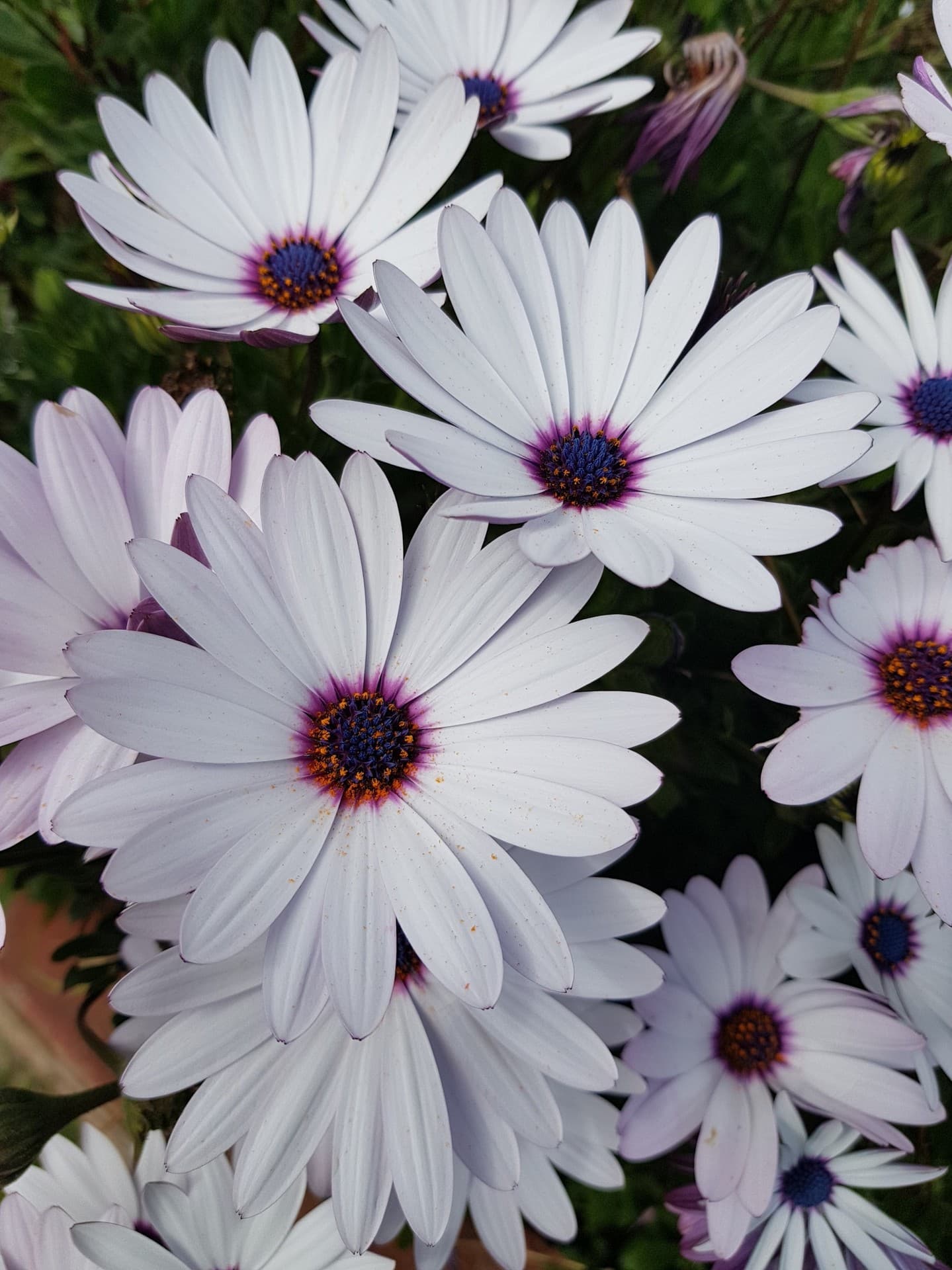 white flowers