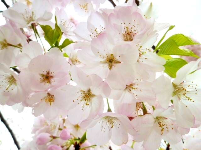 japan sakura