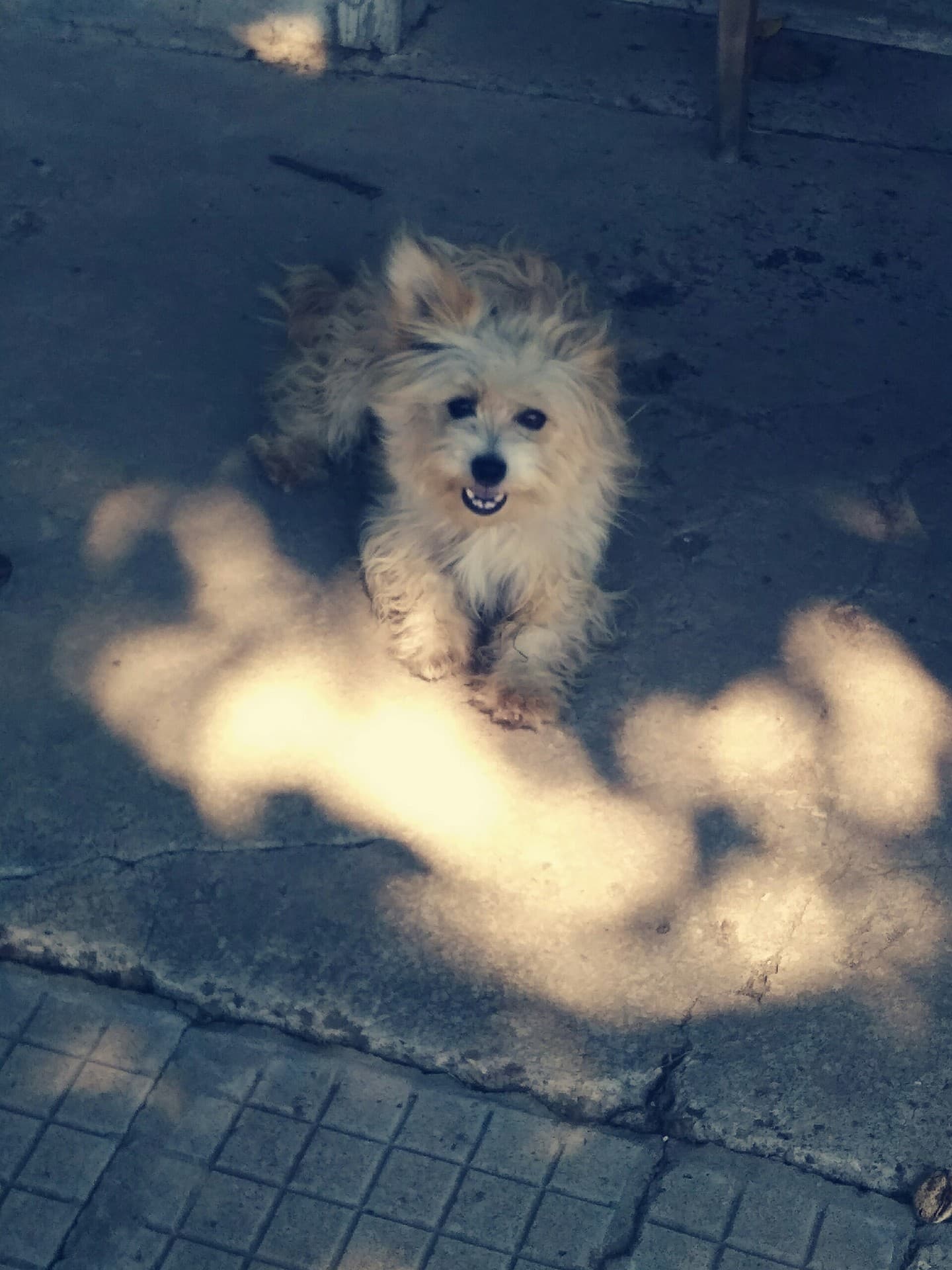 a dog