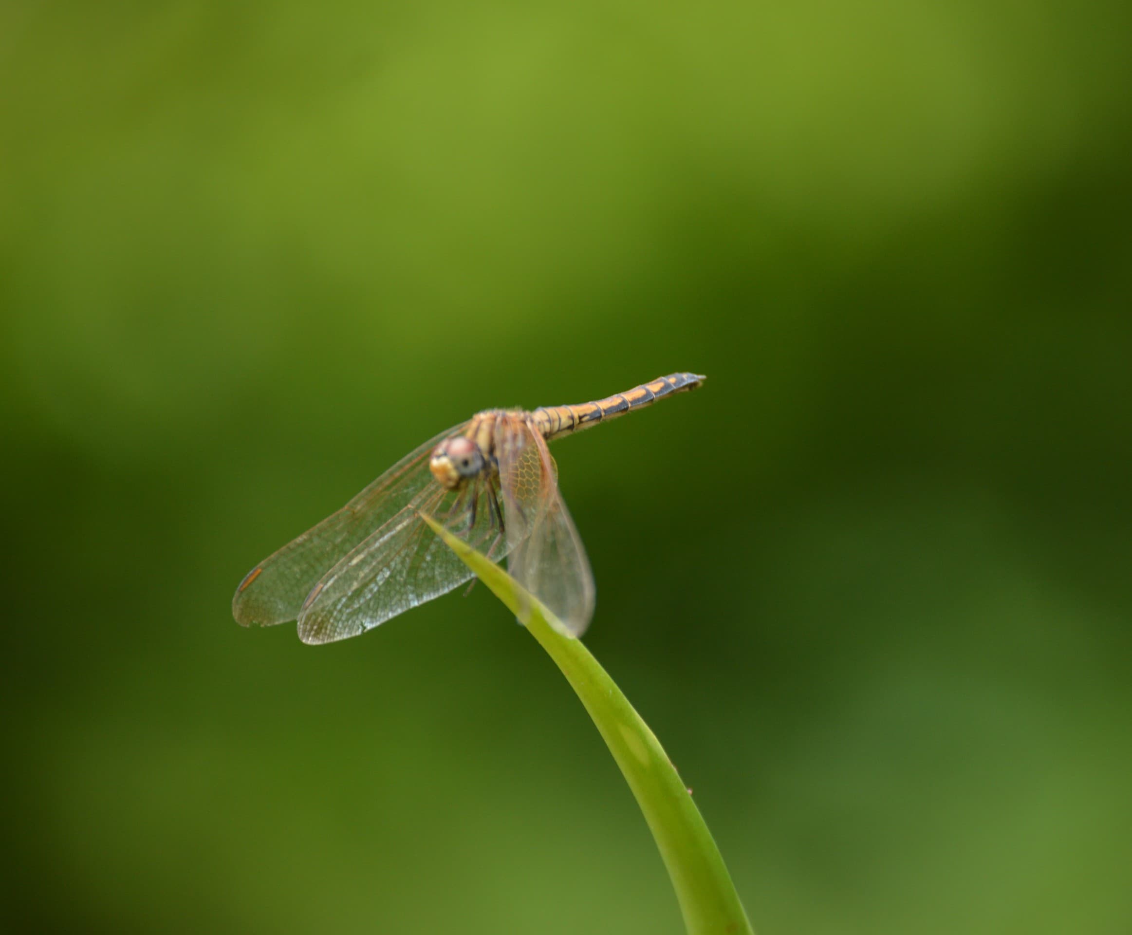 Dragon fly