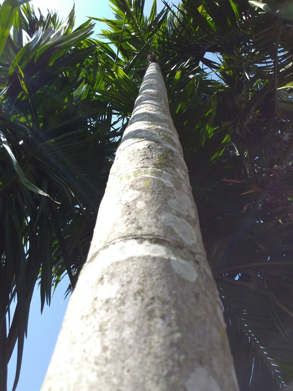 Arecanut trunk (betel nut tree)