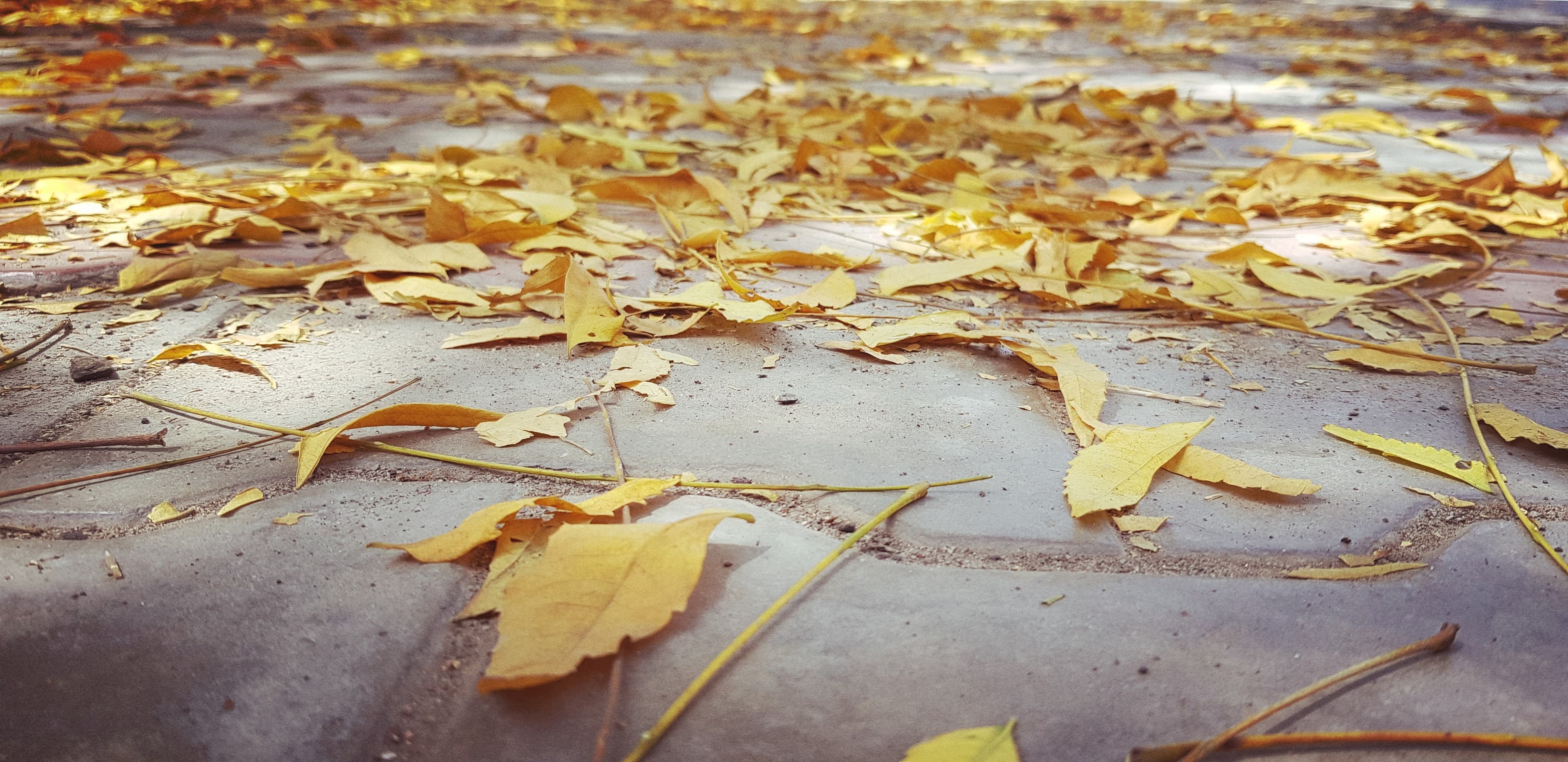 spring Leaves of plant