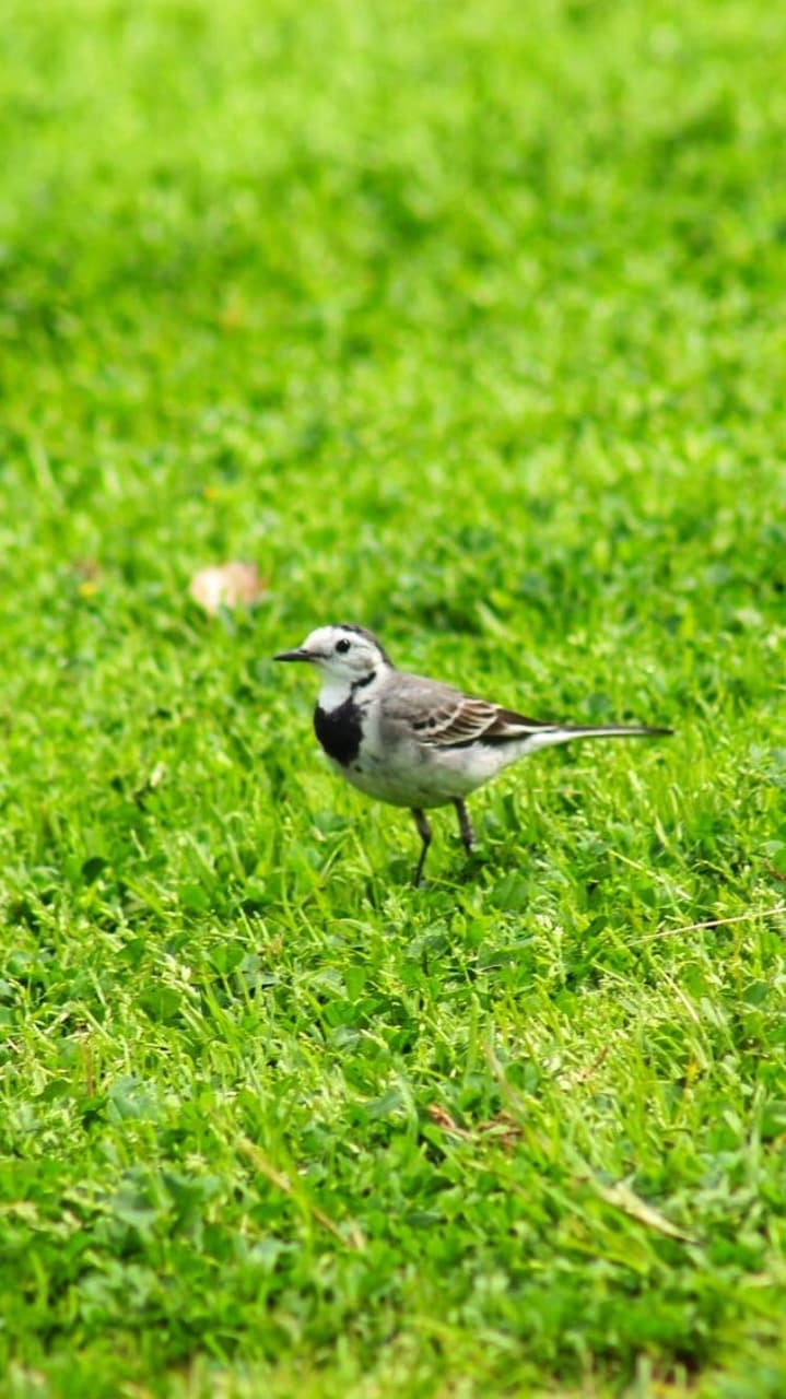 bird