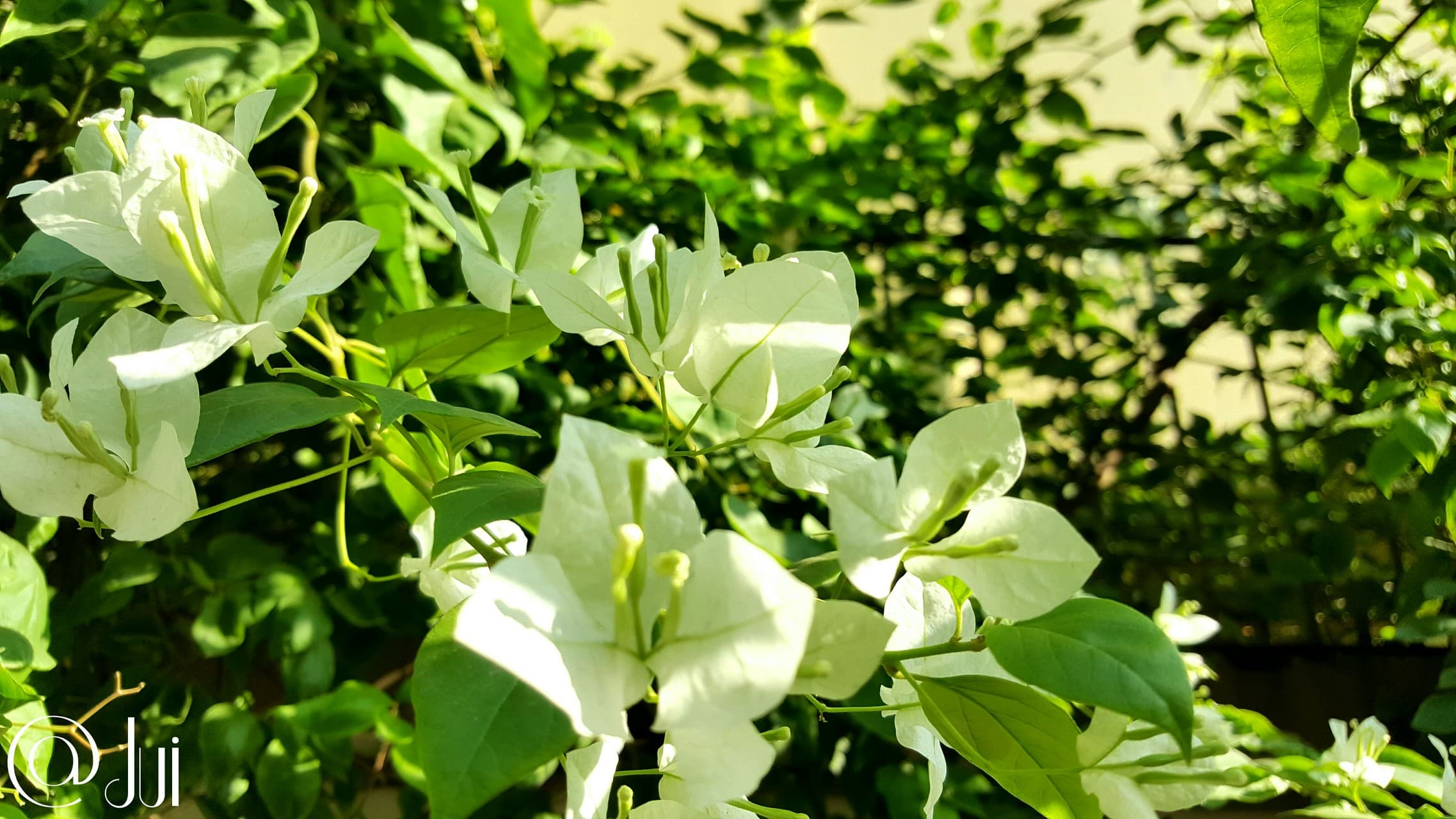 Play of sunray