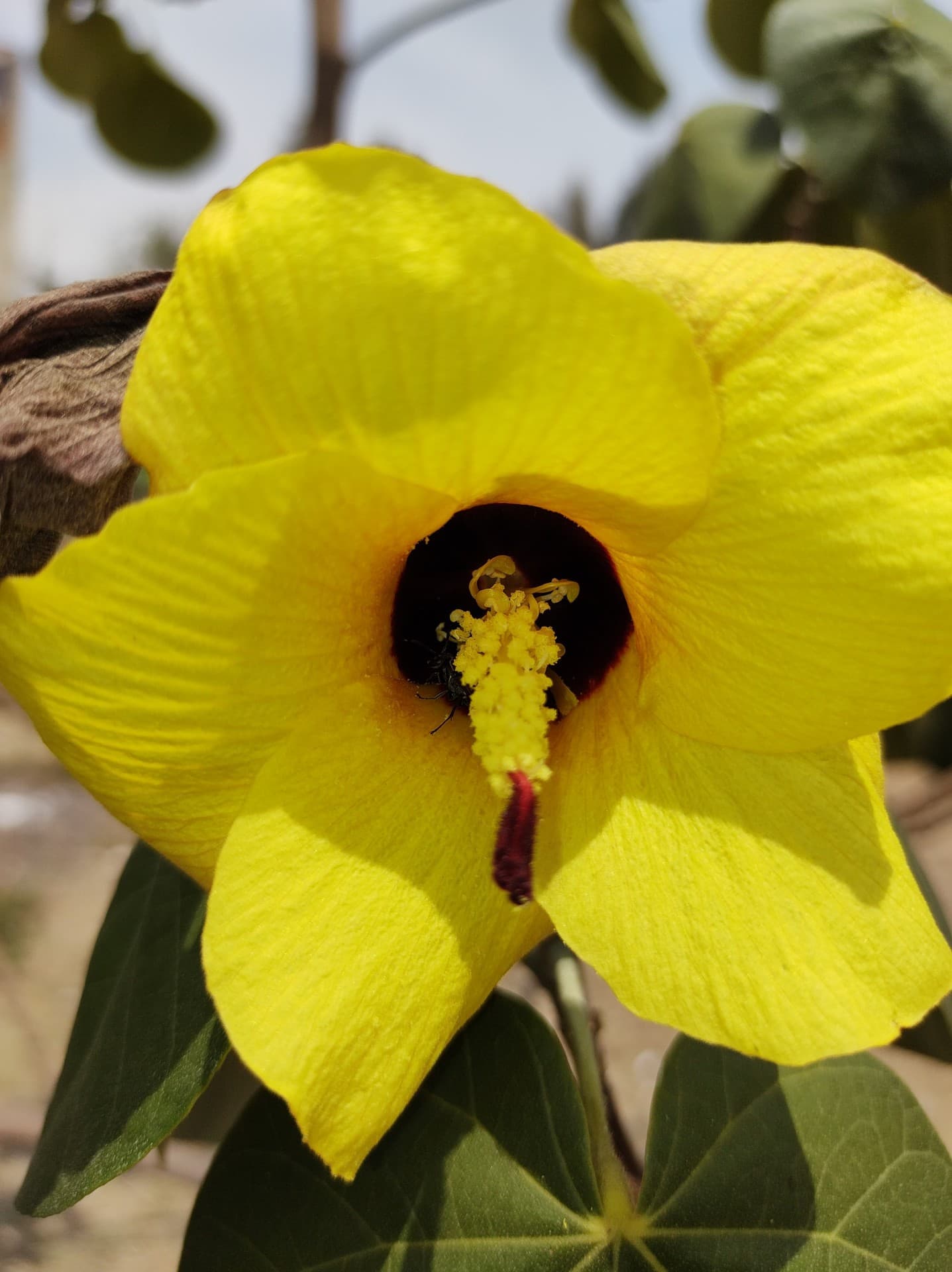 Flor