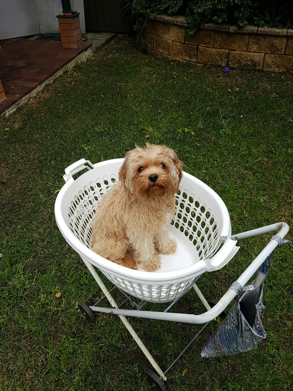 Dog in a basket