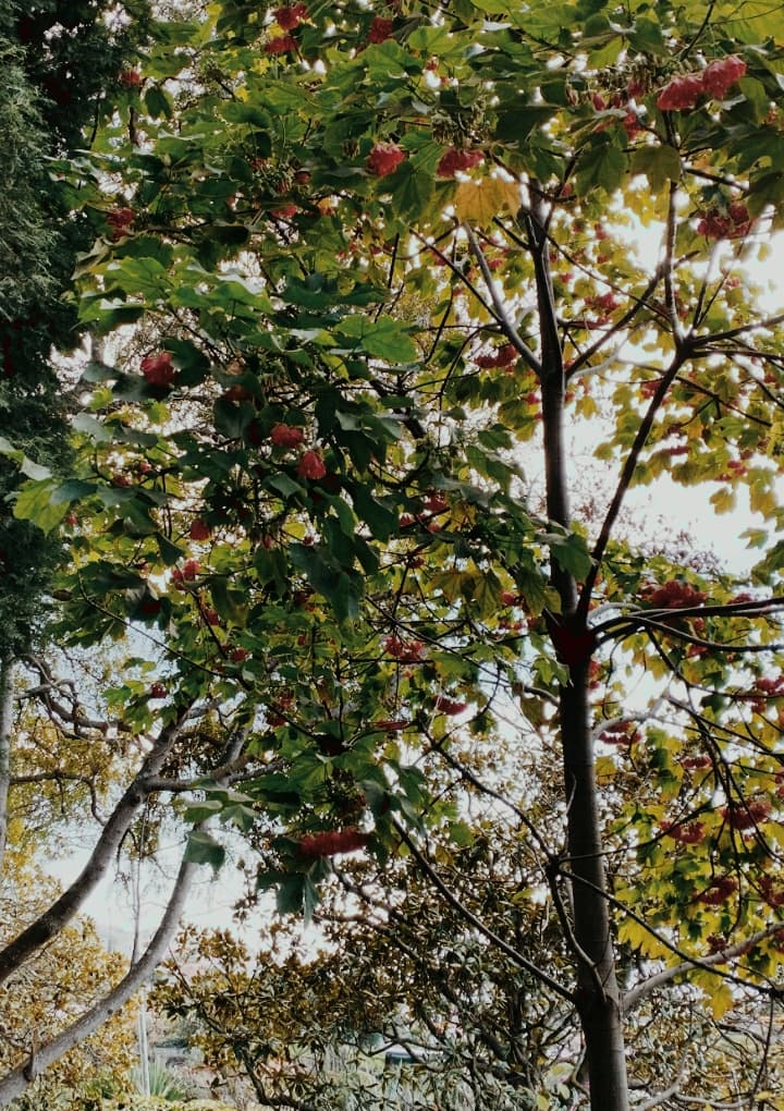 redflowertree
