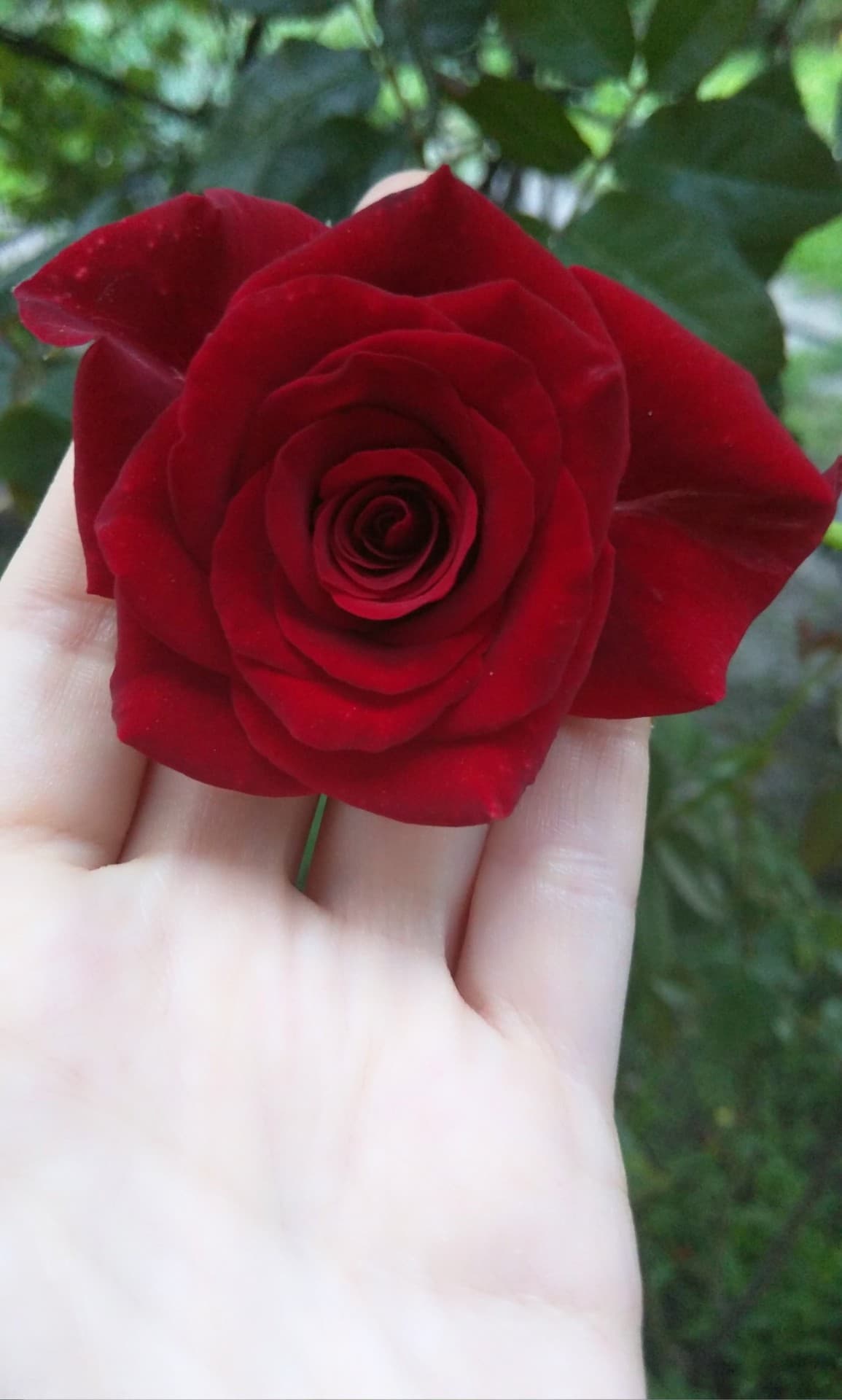 Red rose in my garden