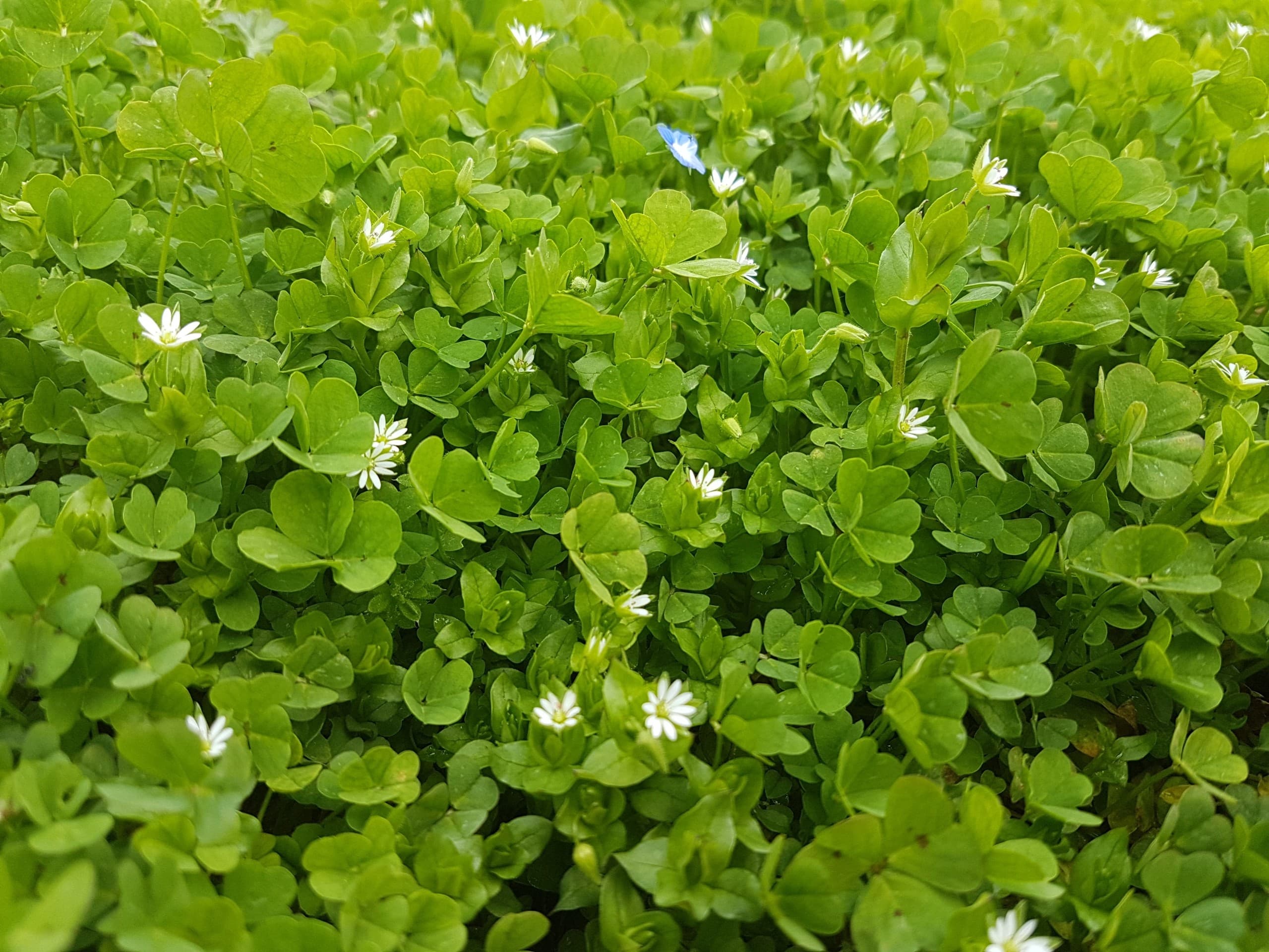 Loading Spring