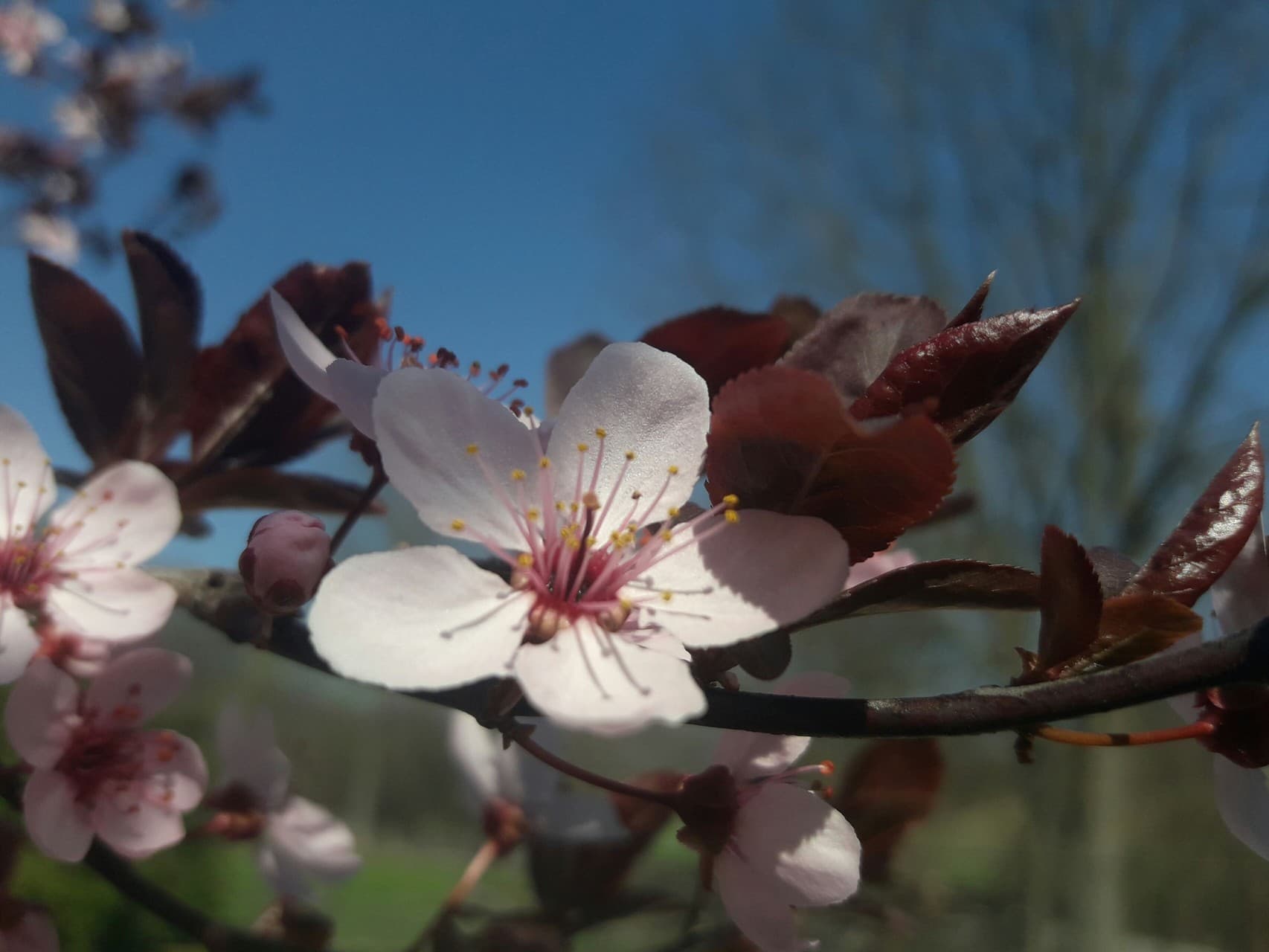 Plum