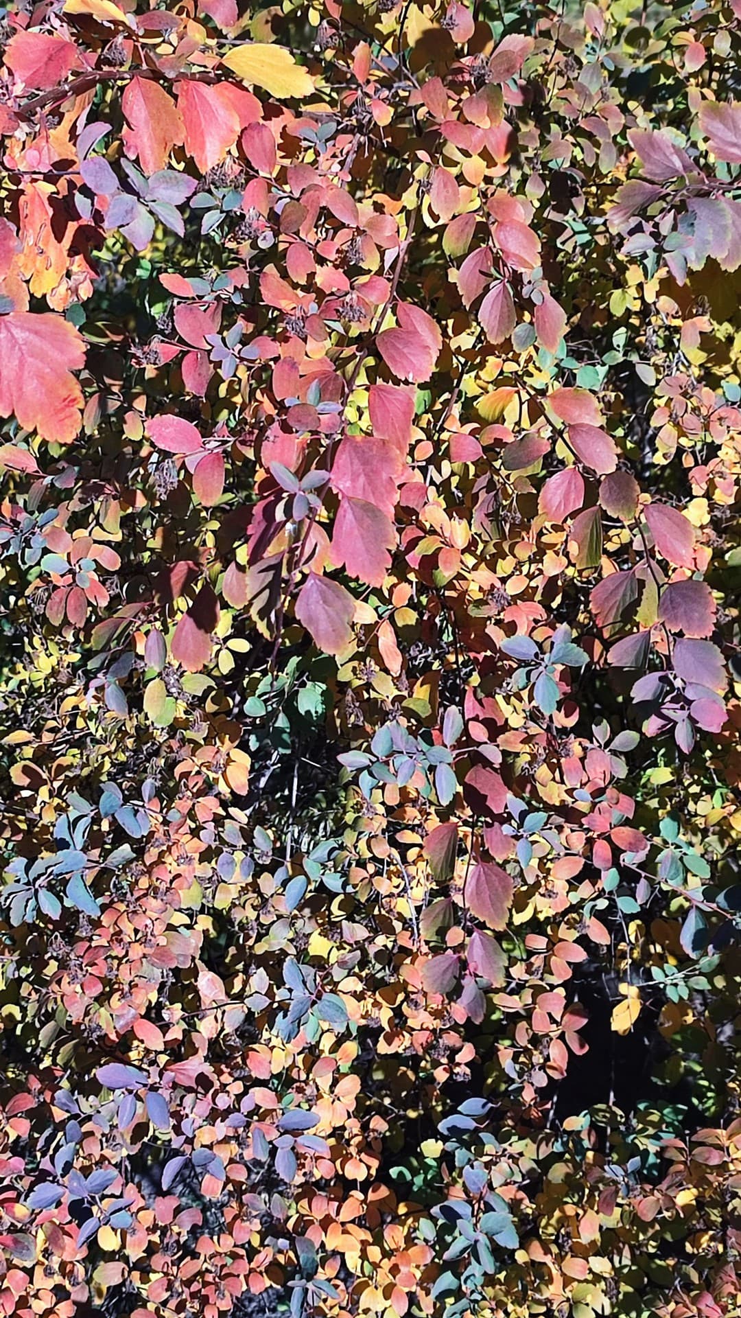 leaves