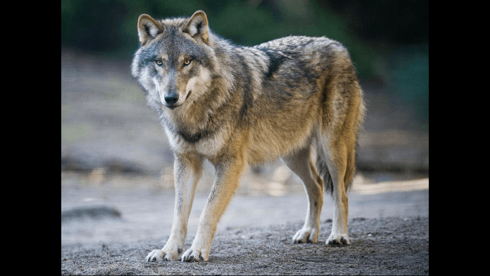 loup