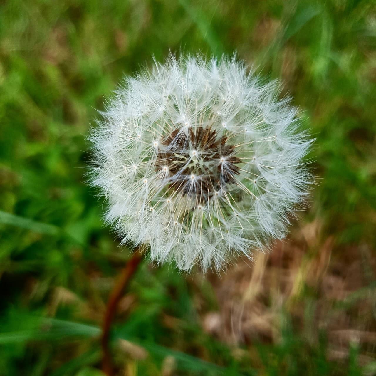 Dandelion