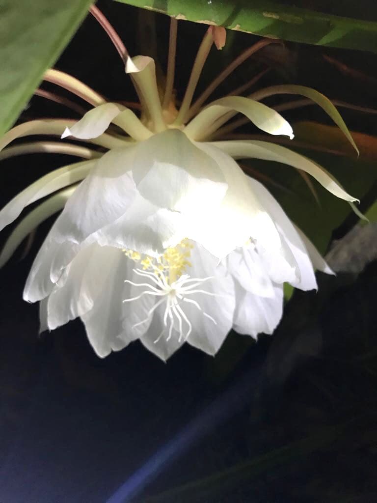 # flowers # white