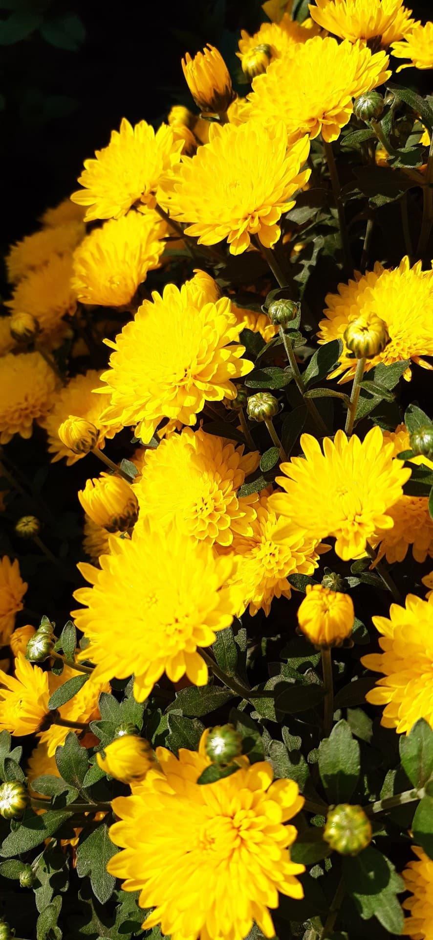 autumn flowers