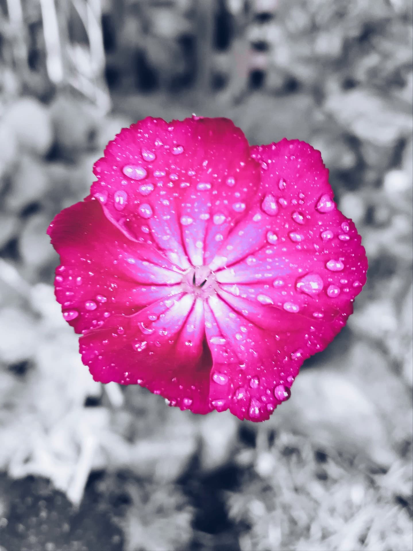 pink flower 2