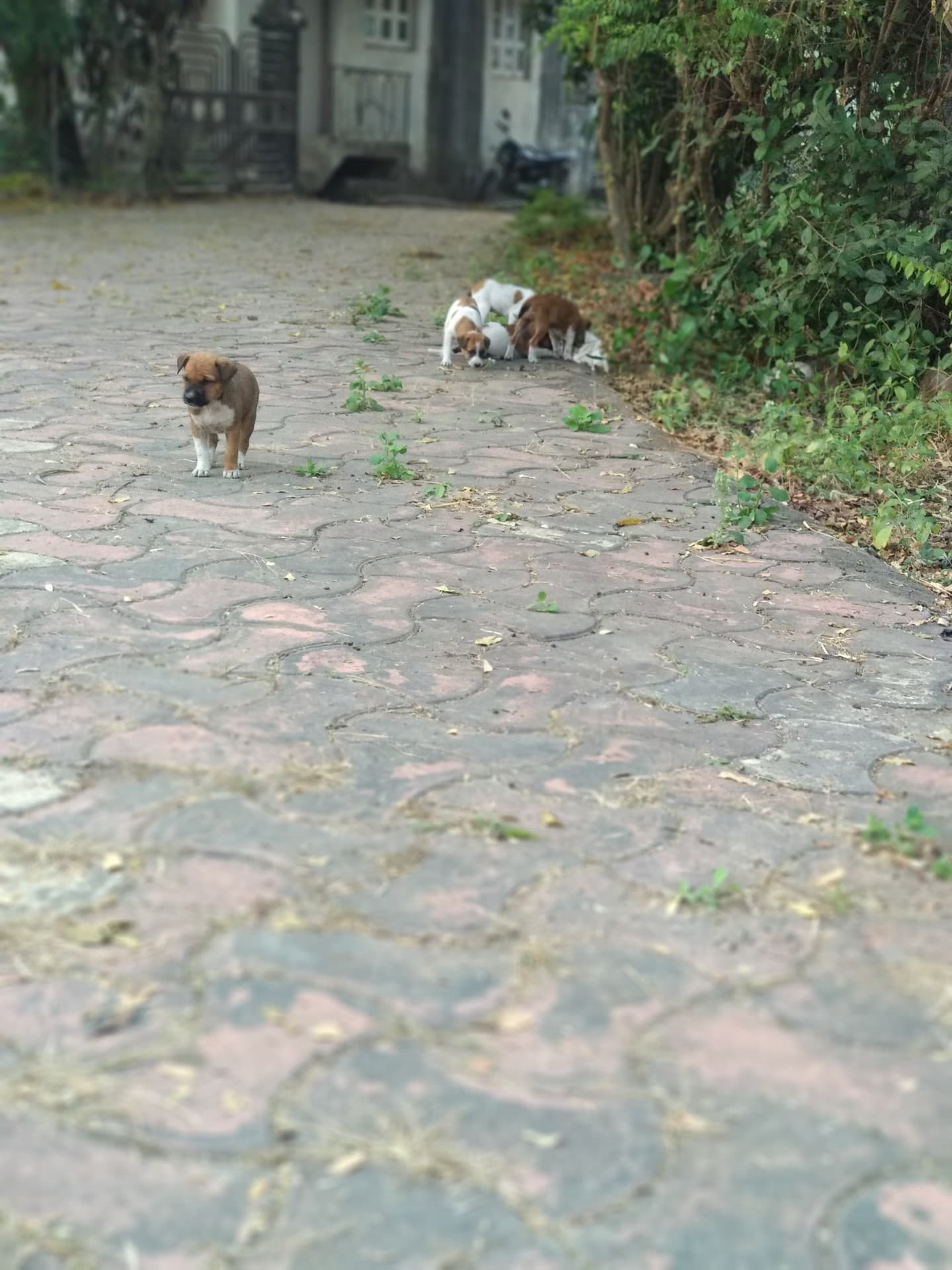 puppy