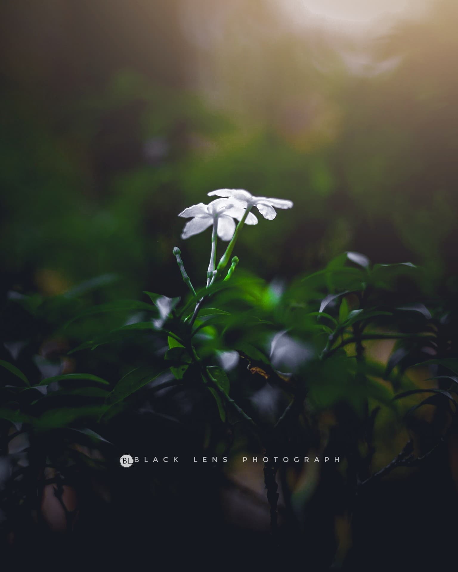 white flowers
