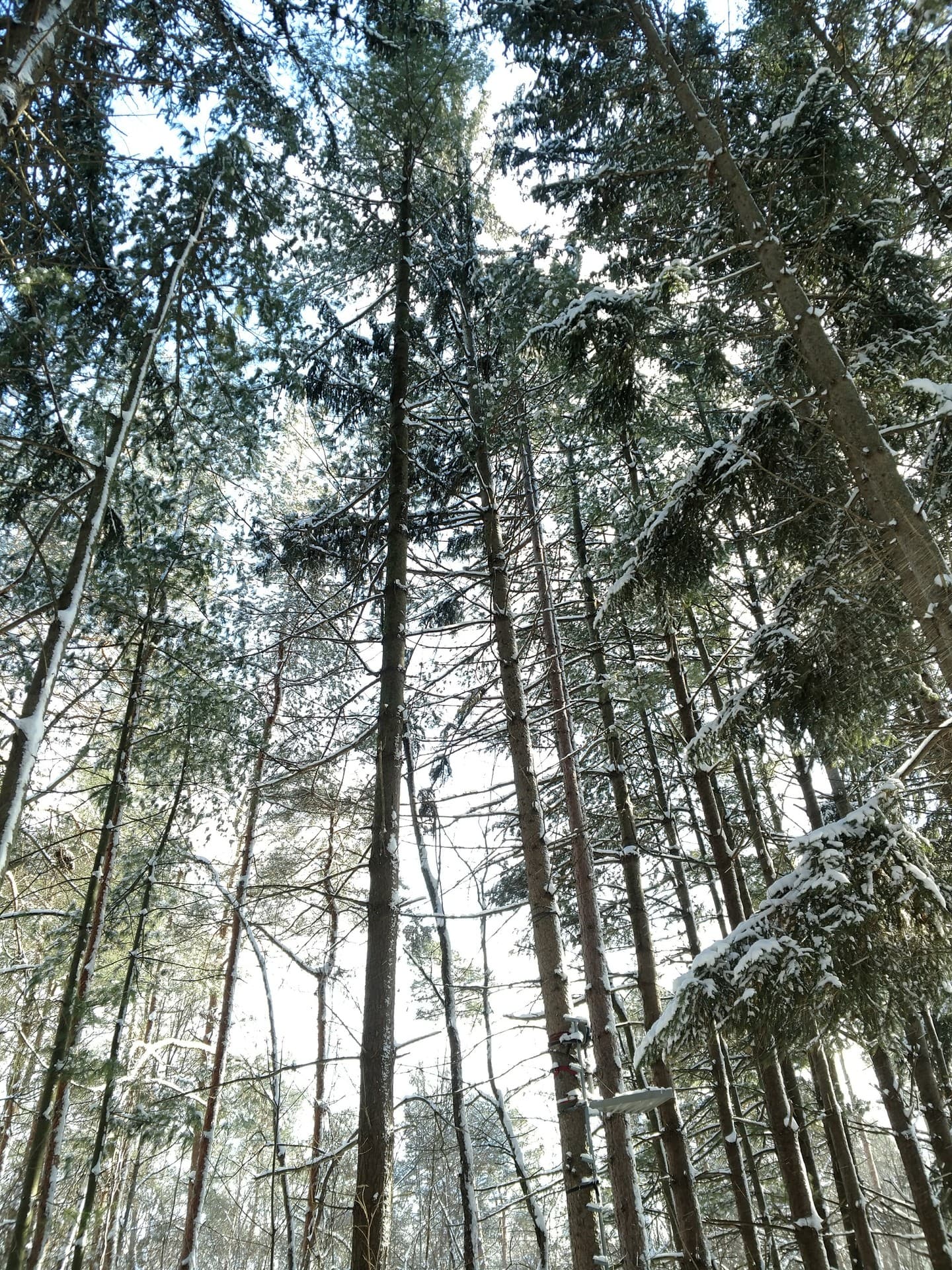 Snowy Pine Forest Canopy