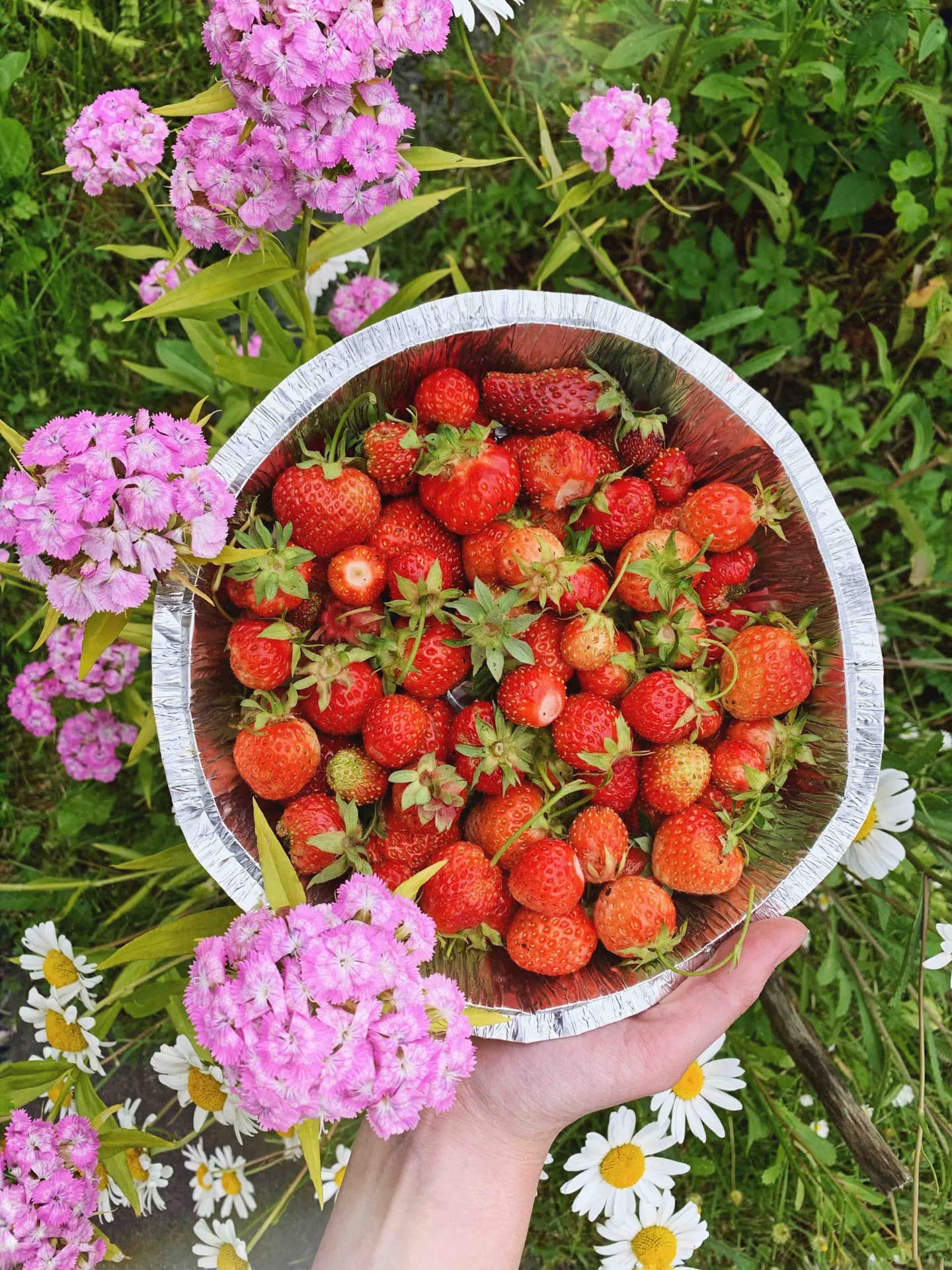 Berry_basket