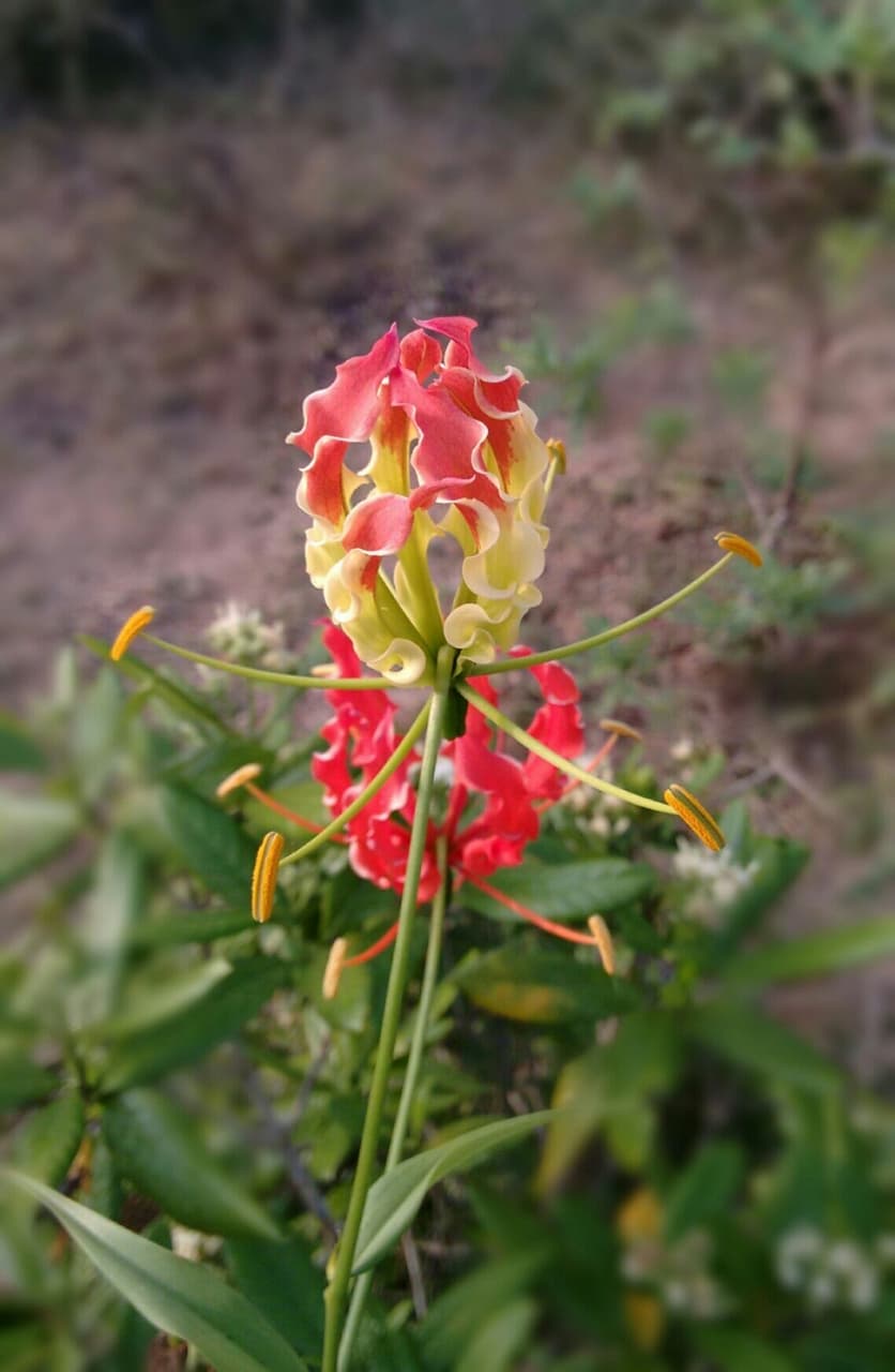 flower