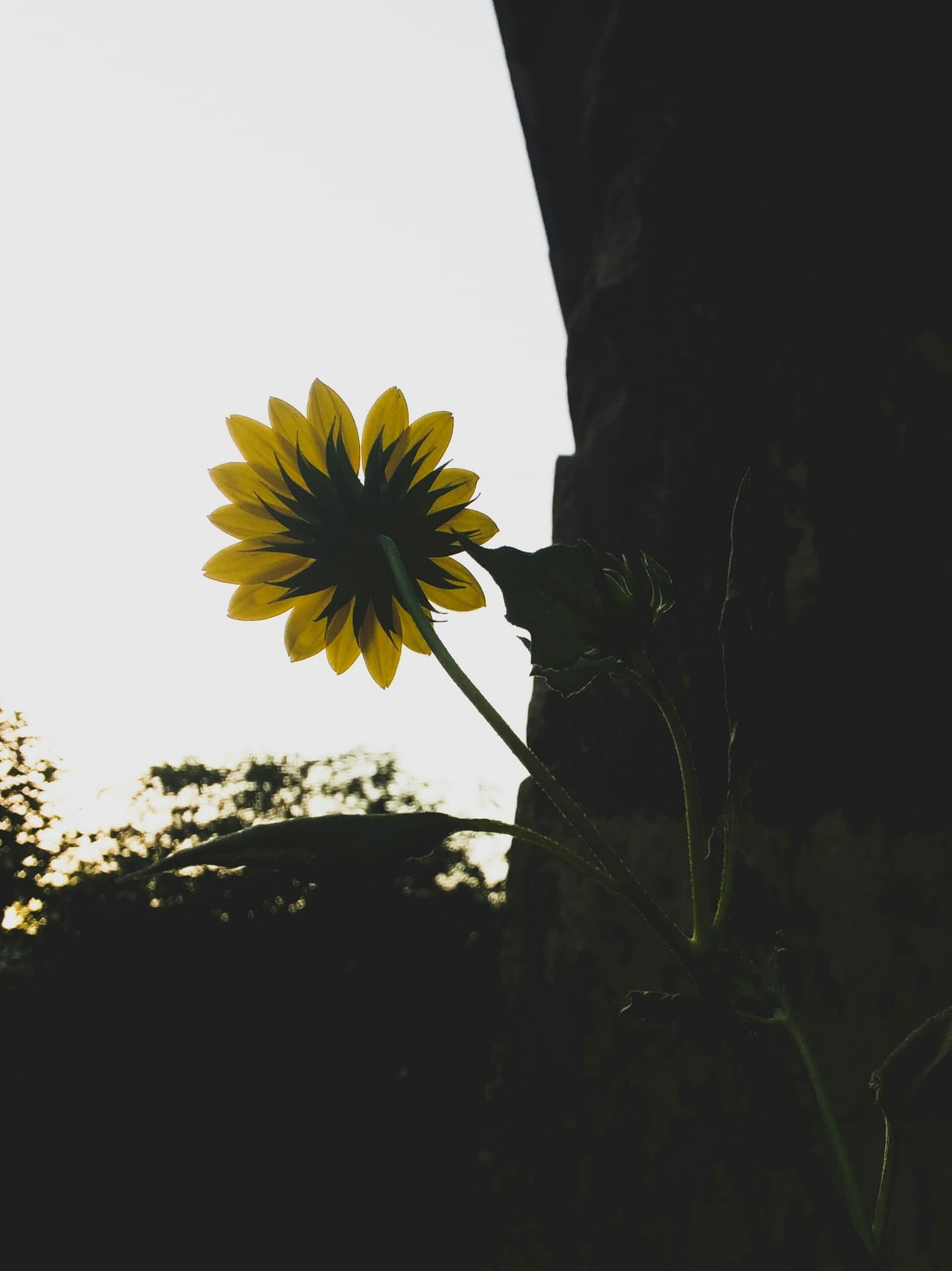 sunflower facing west