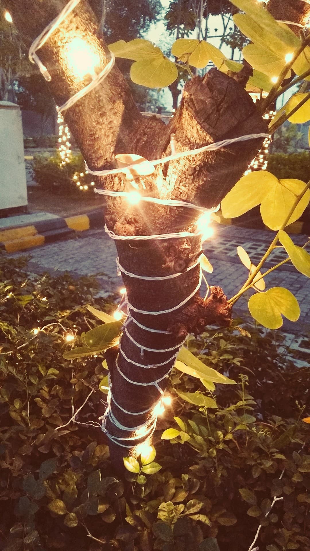 tree lights...