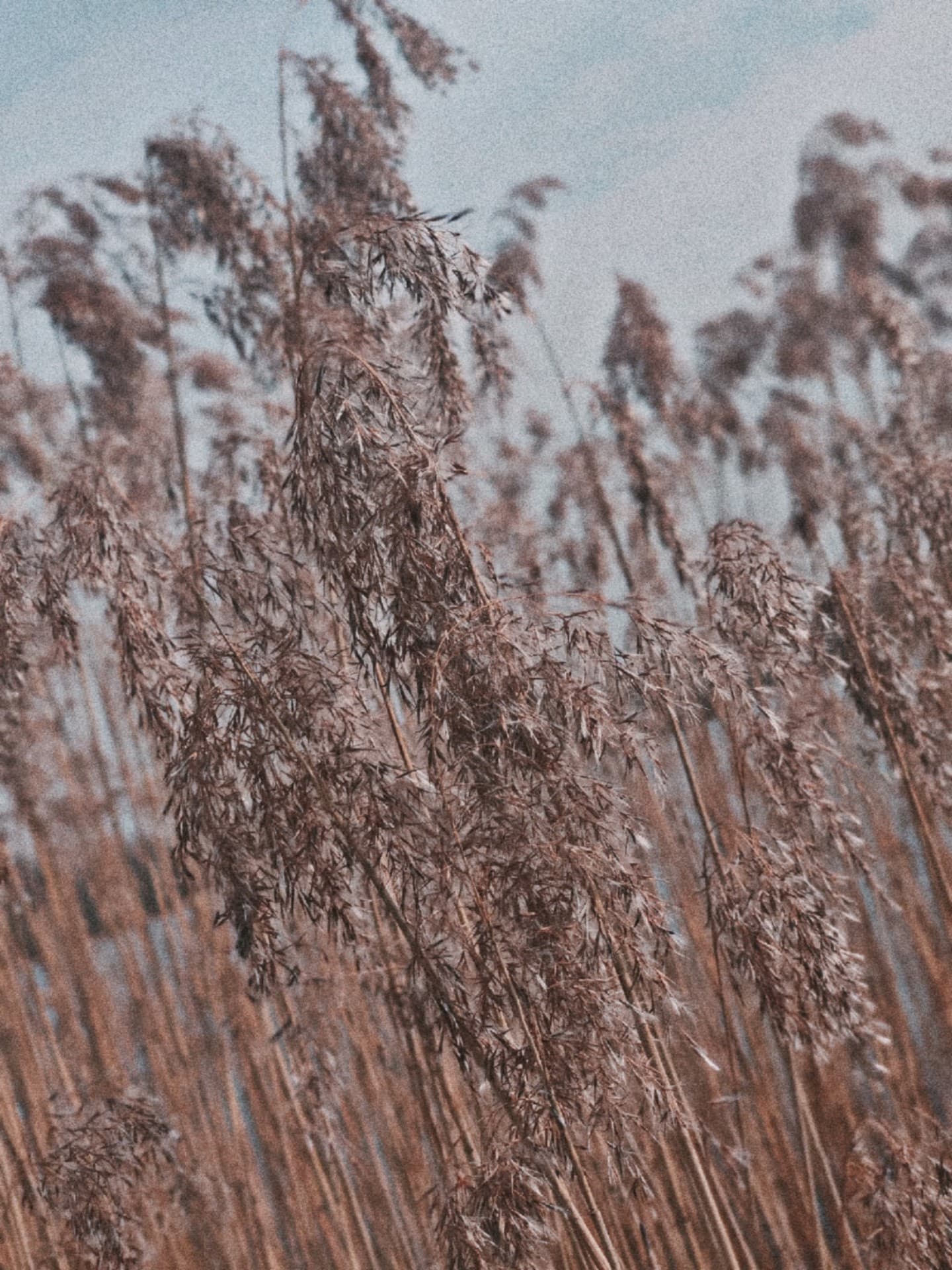 Nature ?