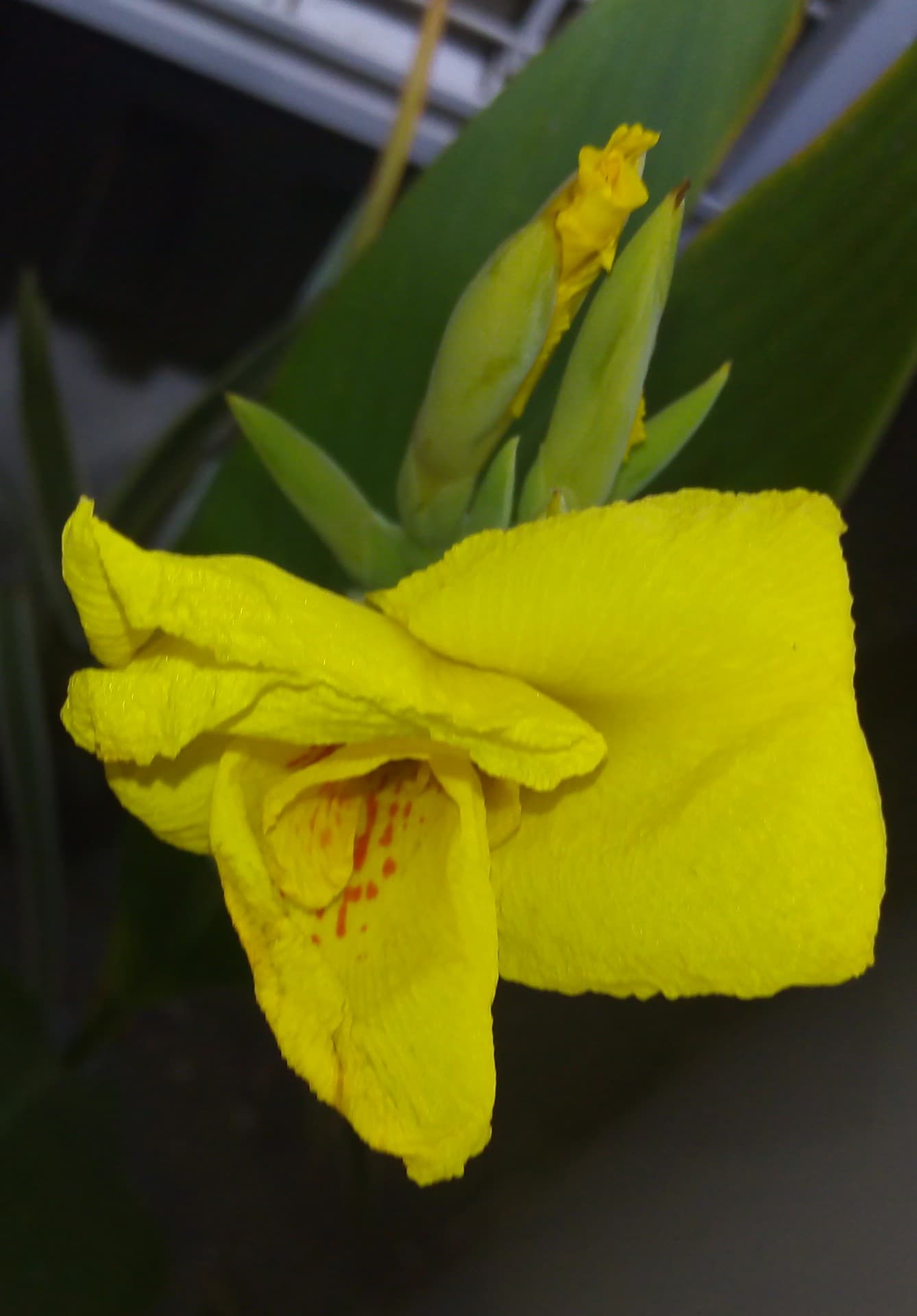 lily