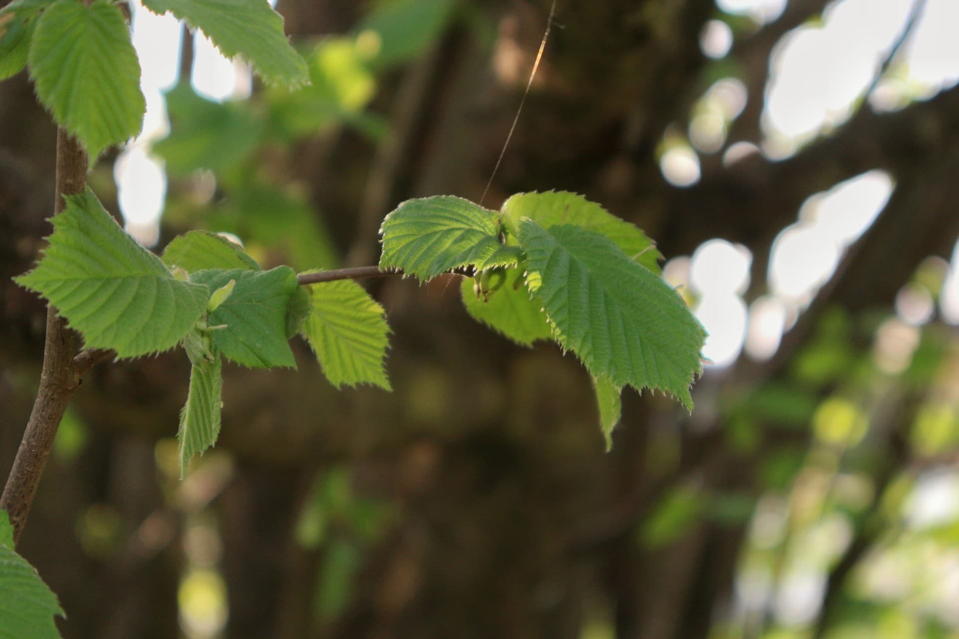 tree leaves
