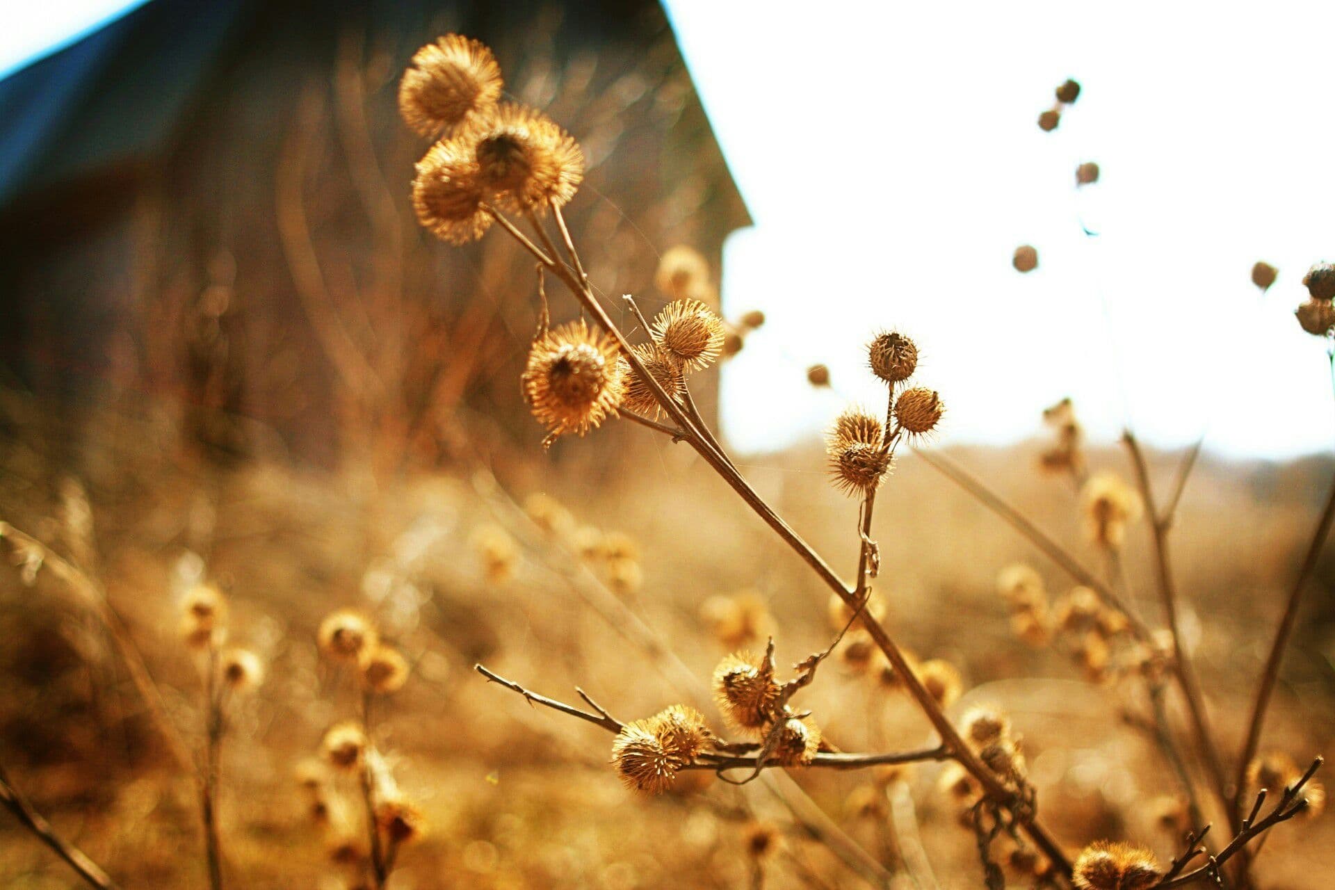 Autumn