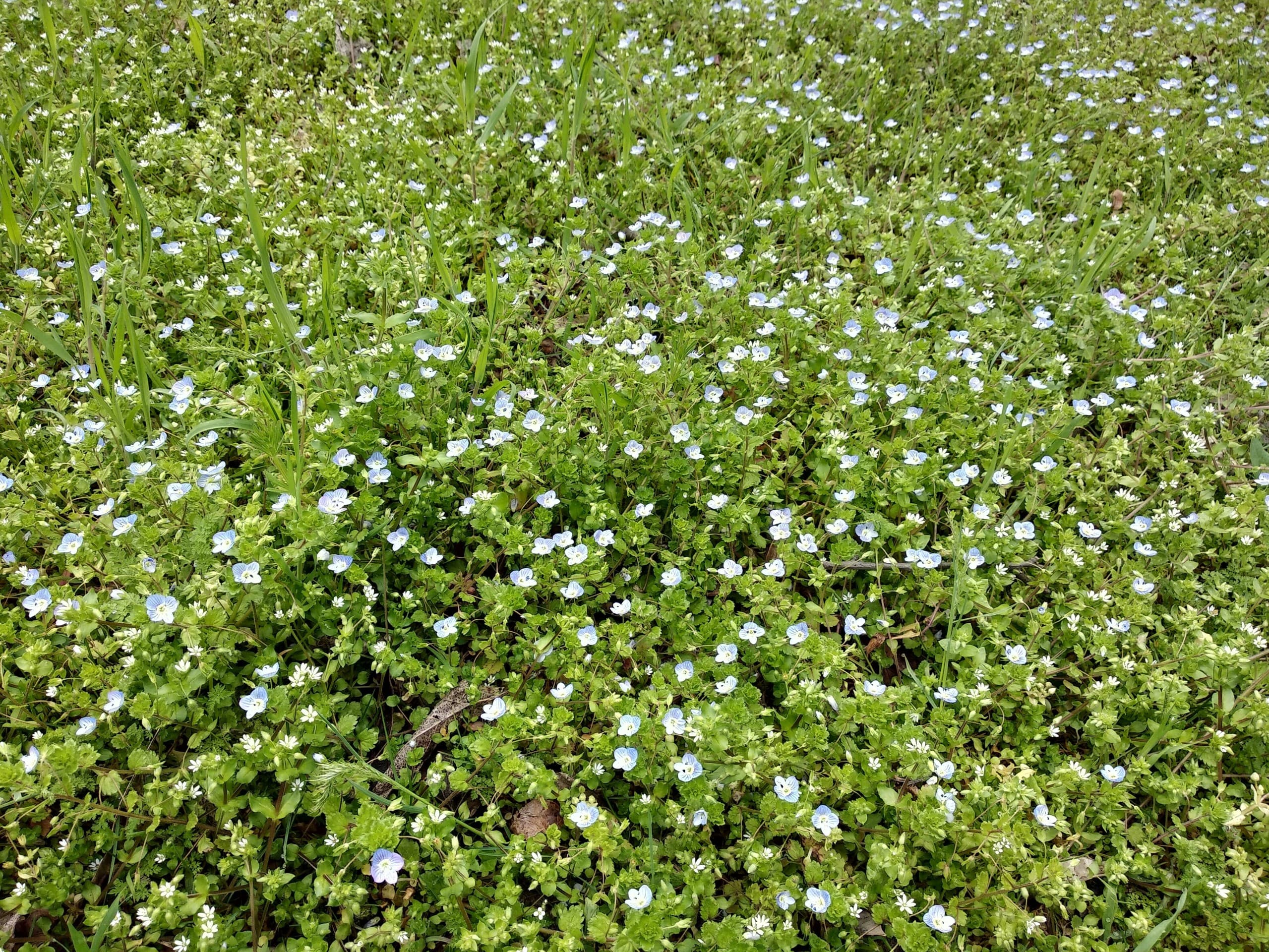 spring