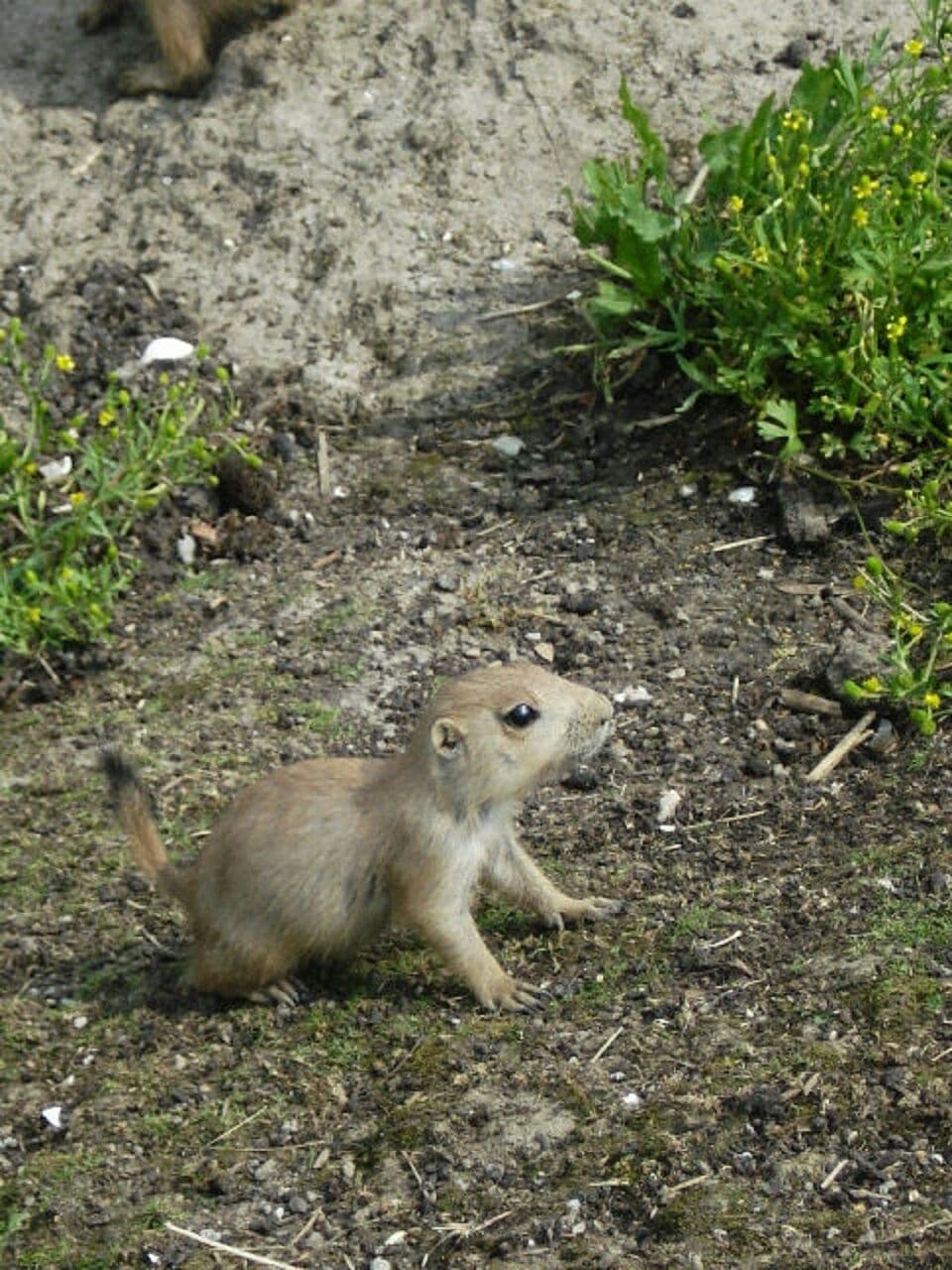 prairiedog pup